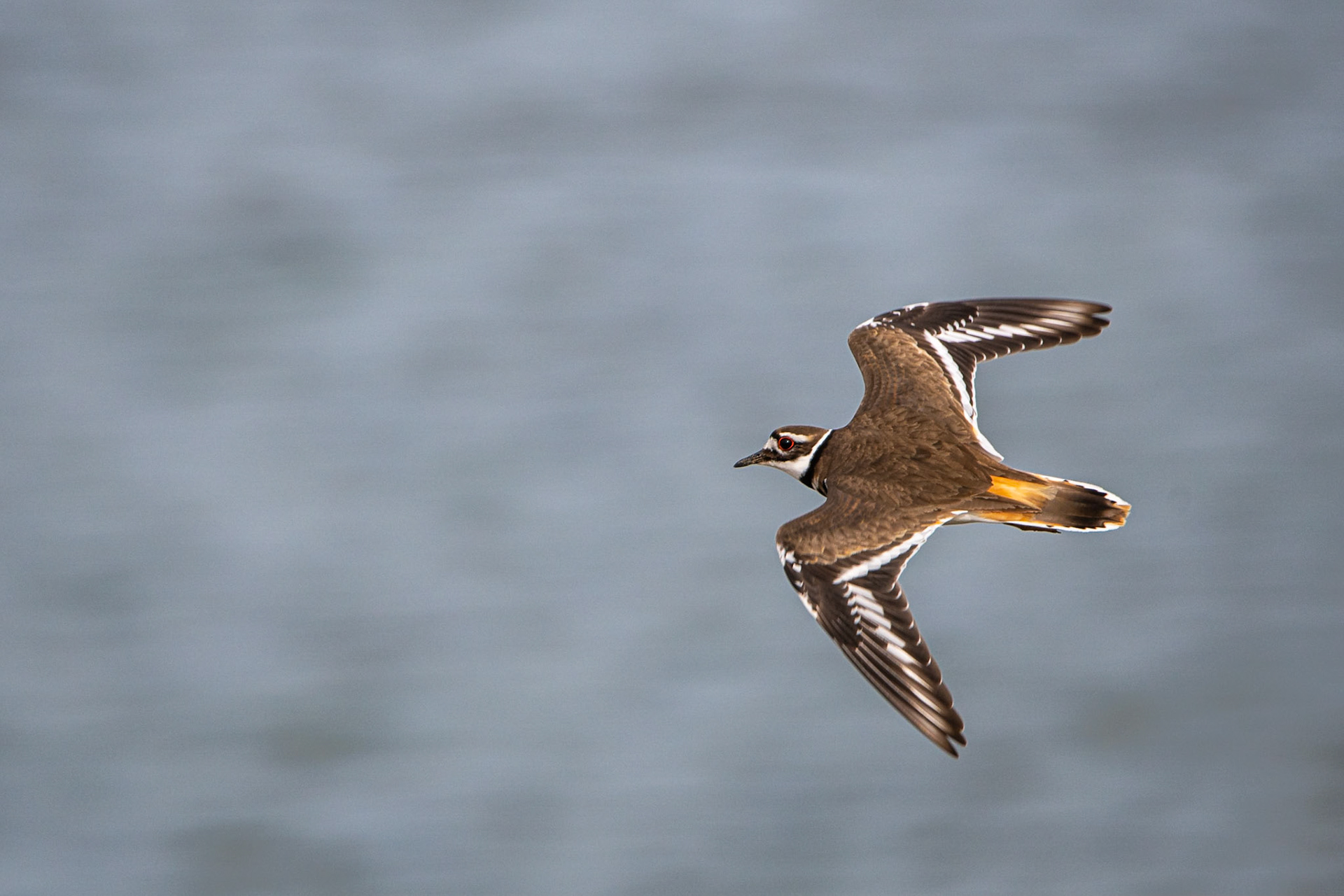 Killdeer - Exeter, NH