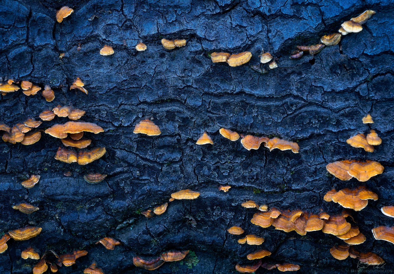 Bumps on a Log