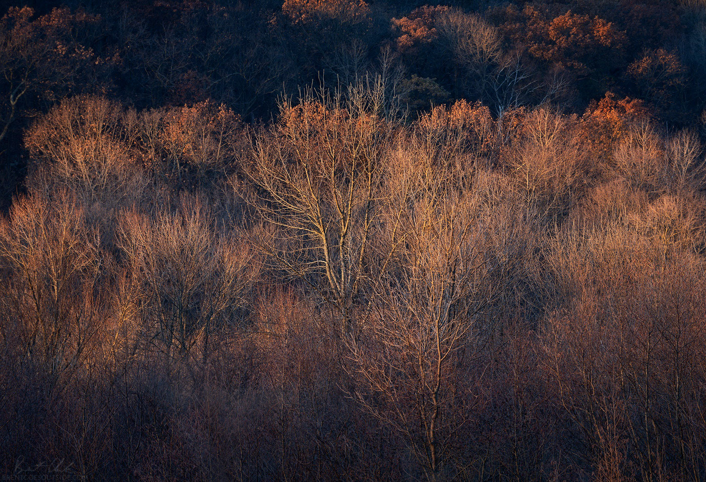 Warm Light, Cold Trees
