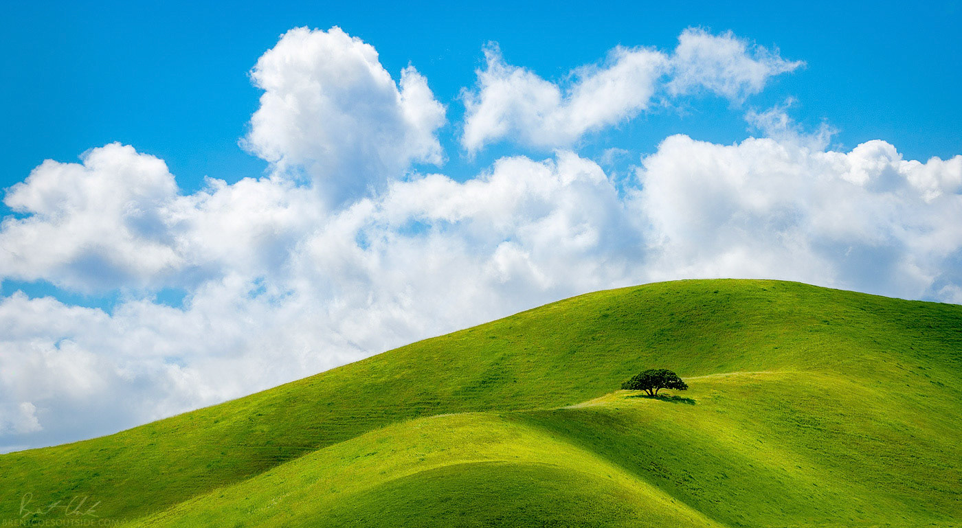 Bliss, Too