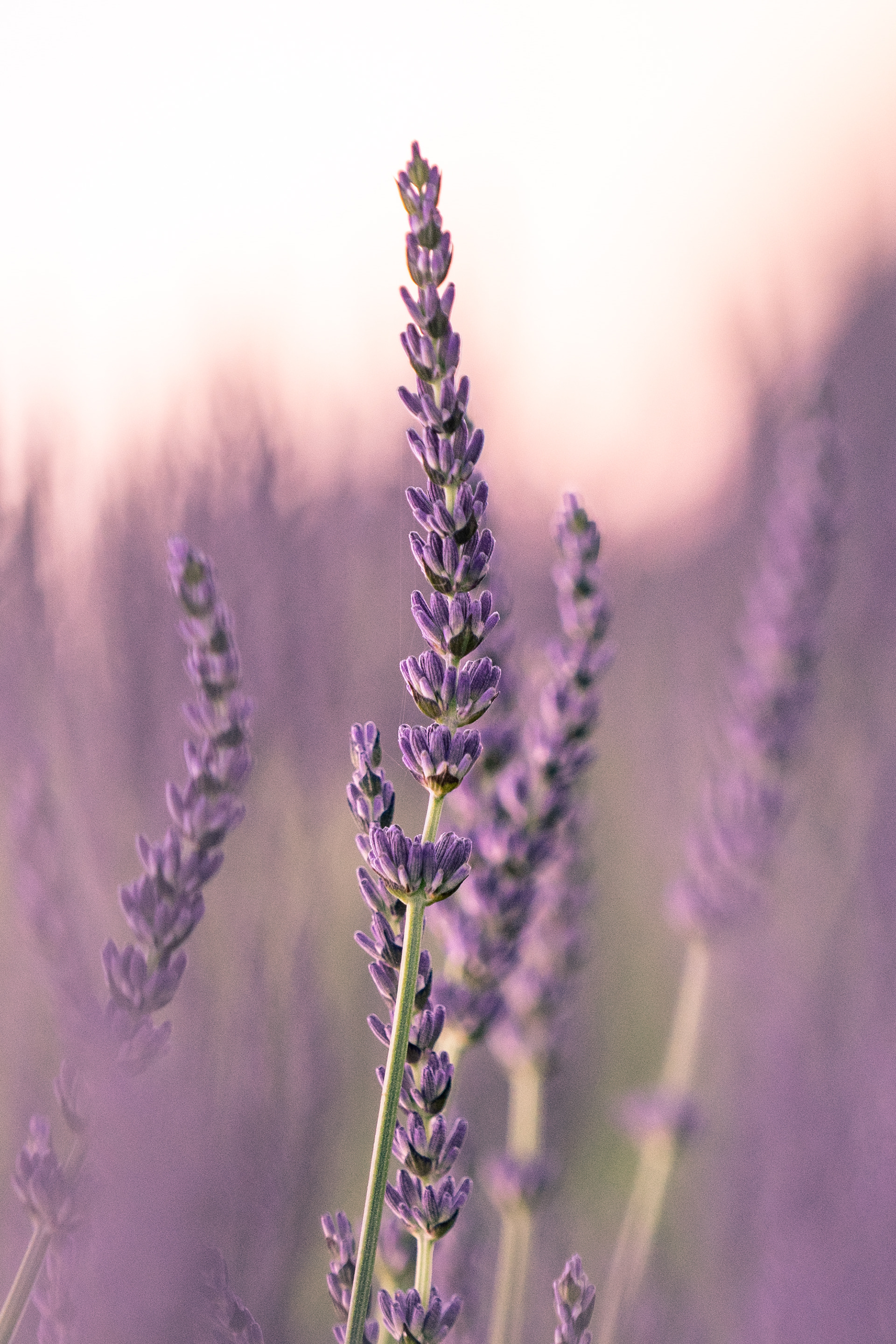 Provence, 2020