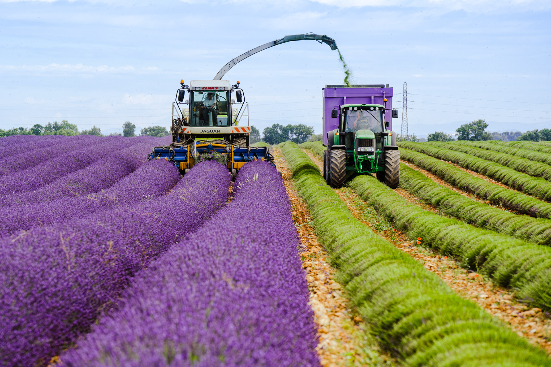 Lavandes, Provence 2021