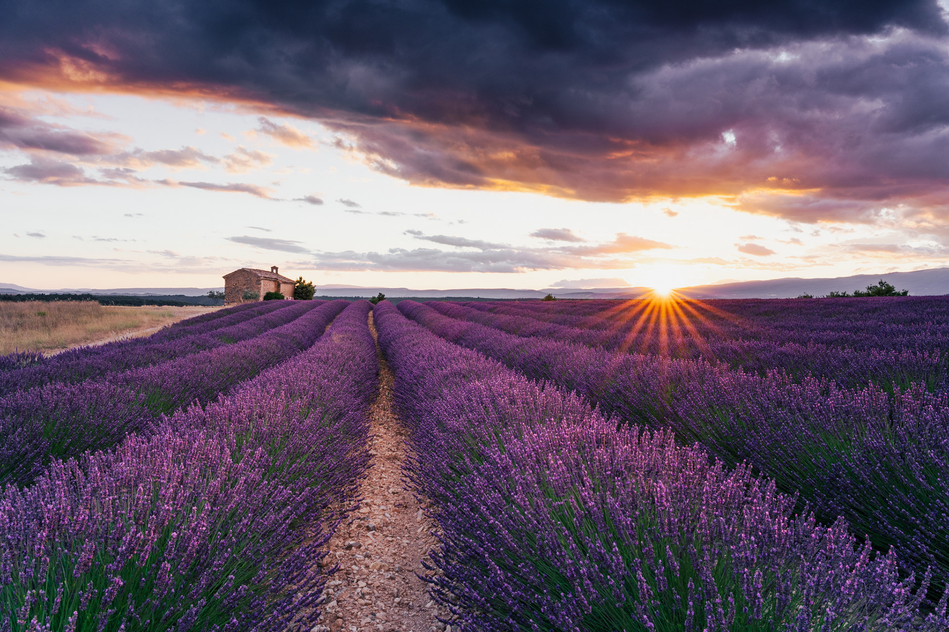 Lavande, Provence 2021