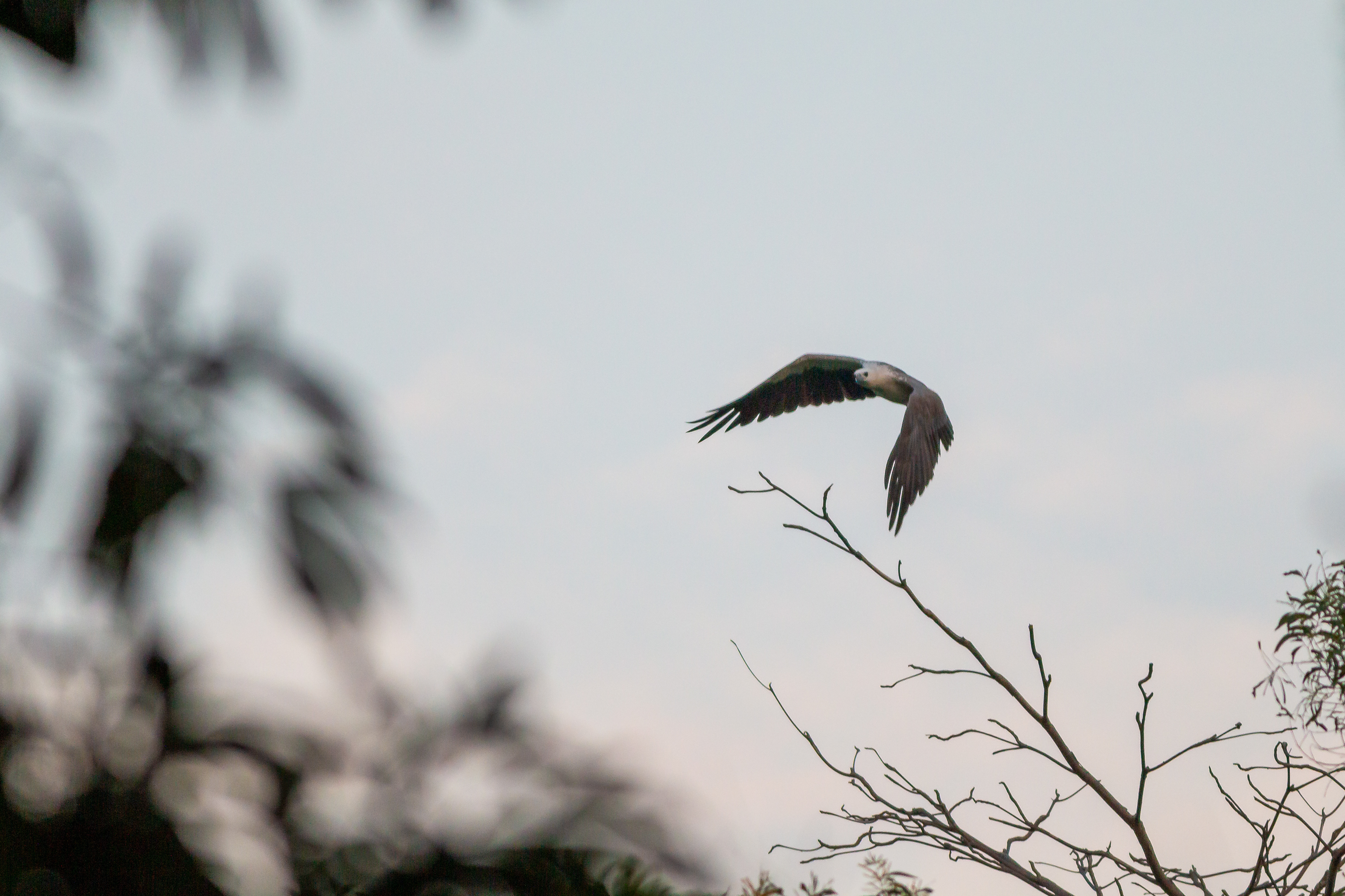 One flap