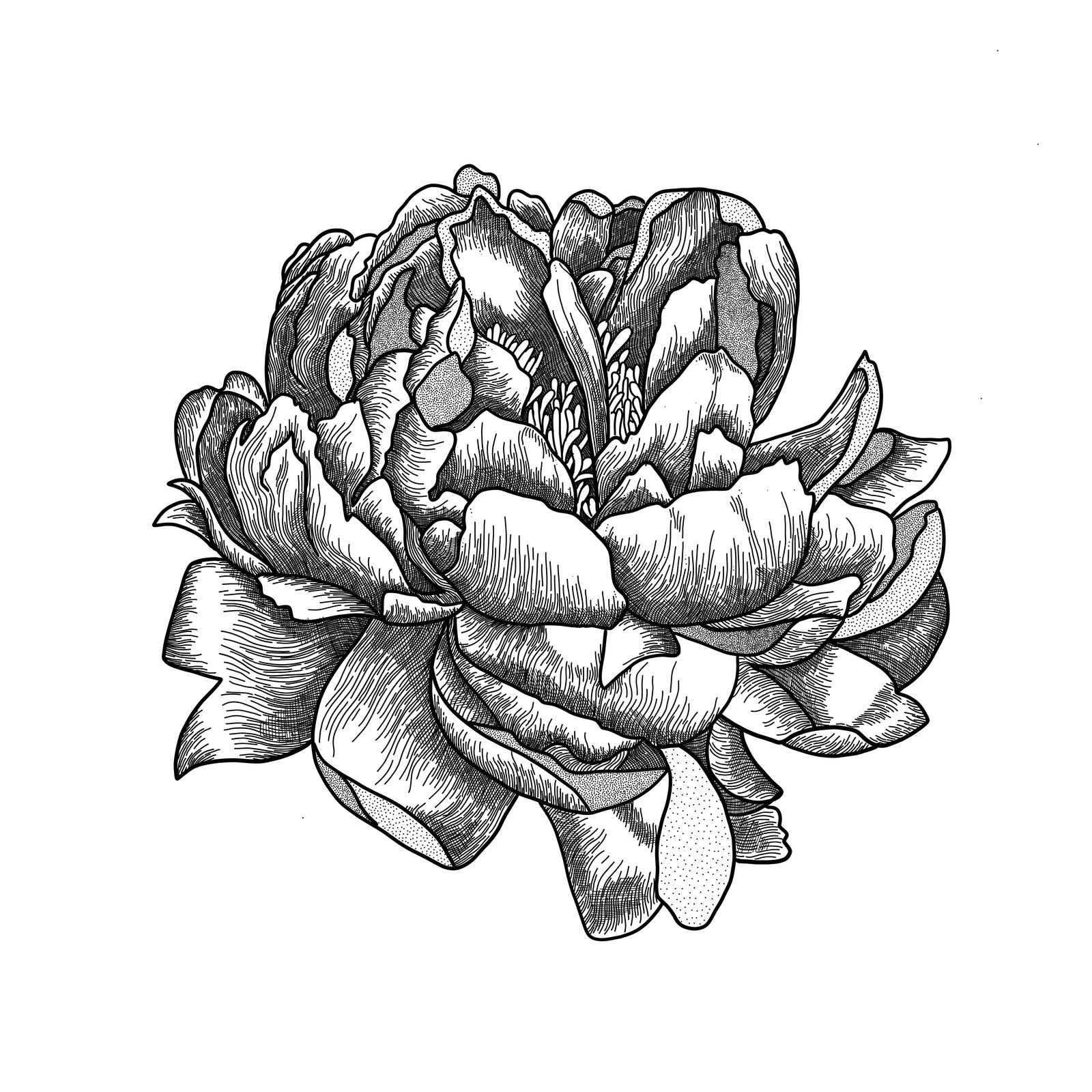 Peony