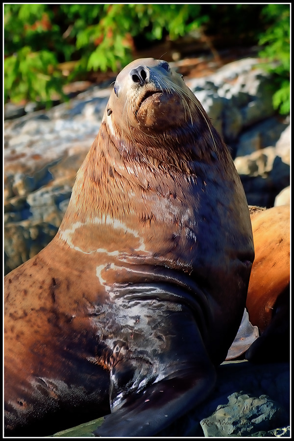 Ronald Norman Photography - MARINE MAMMALS - PUGET SOUND - BRITISH COLUMBIA