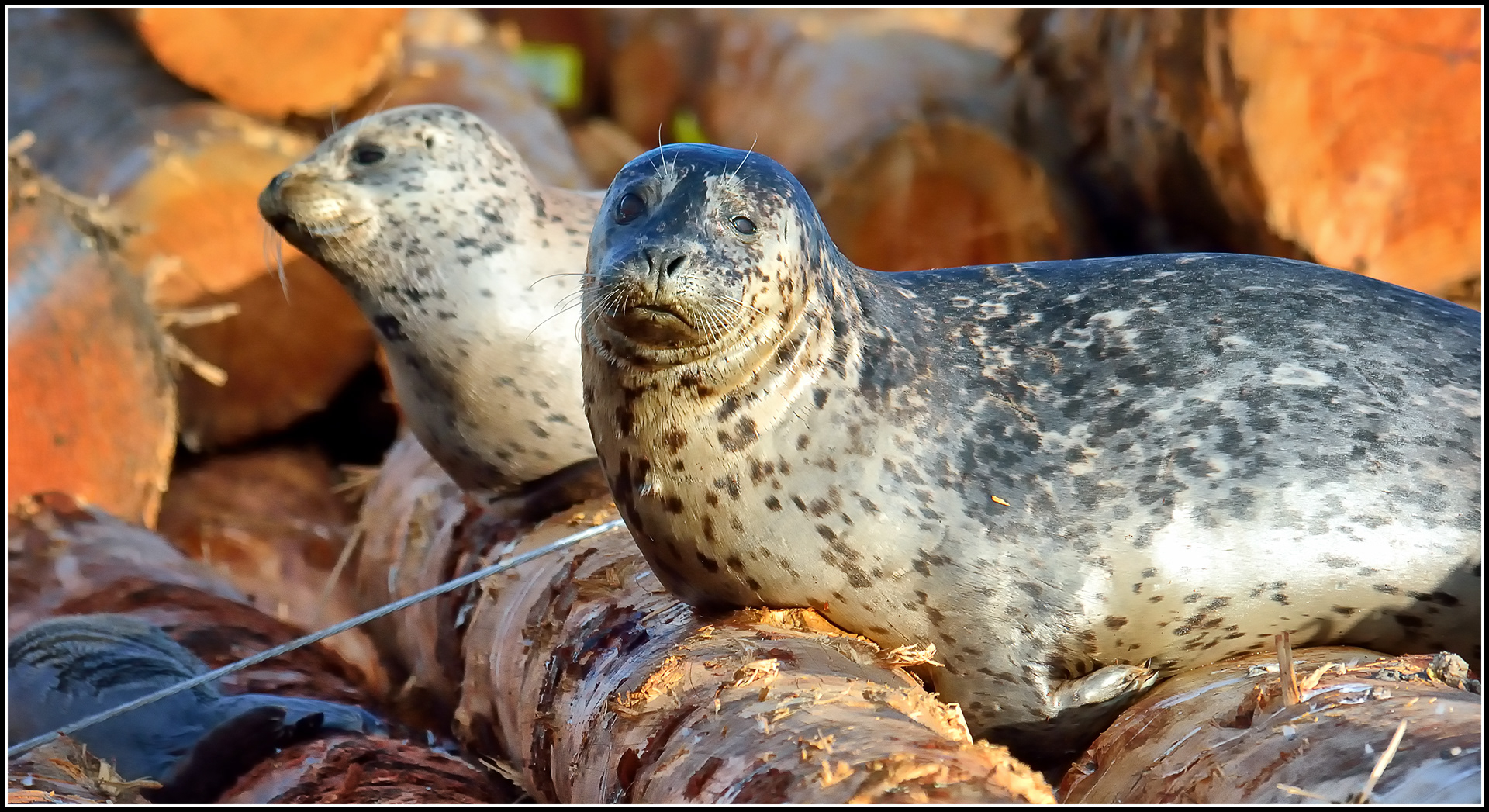 Ronald Norman Photography - MARINE MAMMALS - PUGET SOUND - BRITISH COLUMBIA