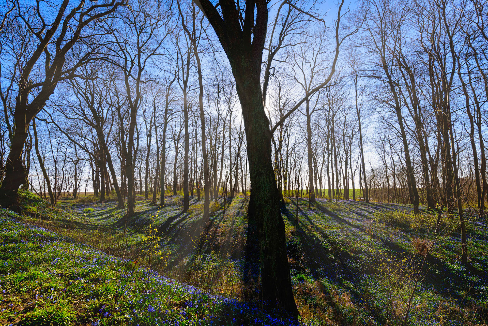 Blausternchenblüte bei Schenkenberg