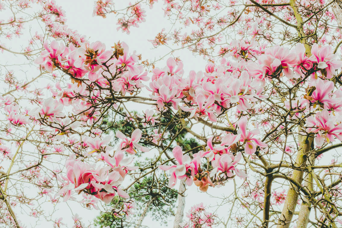 Un étrange printemps