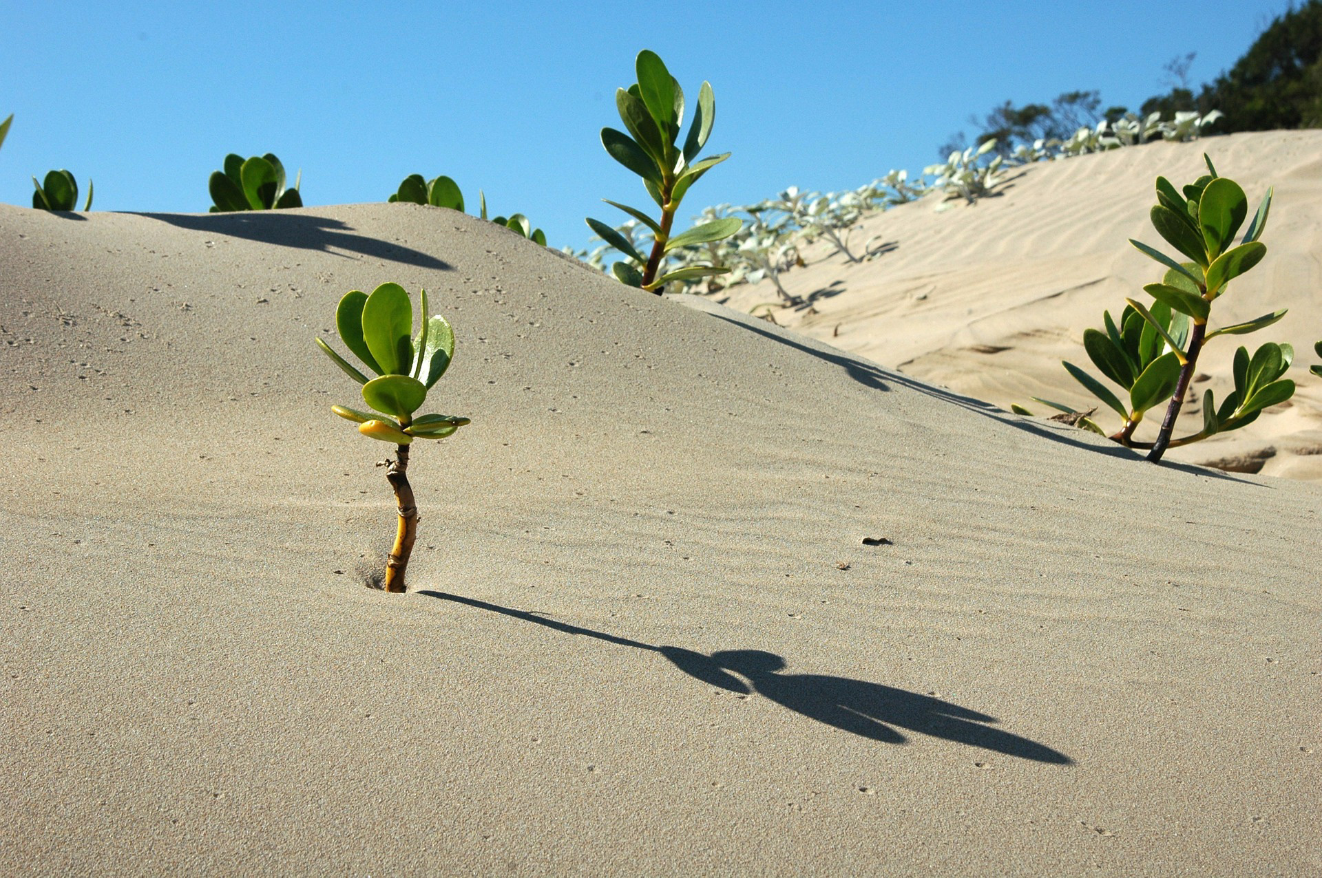 African Desert