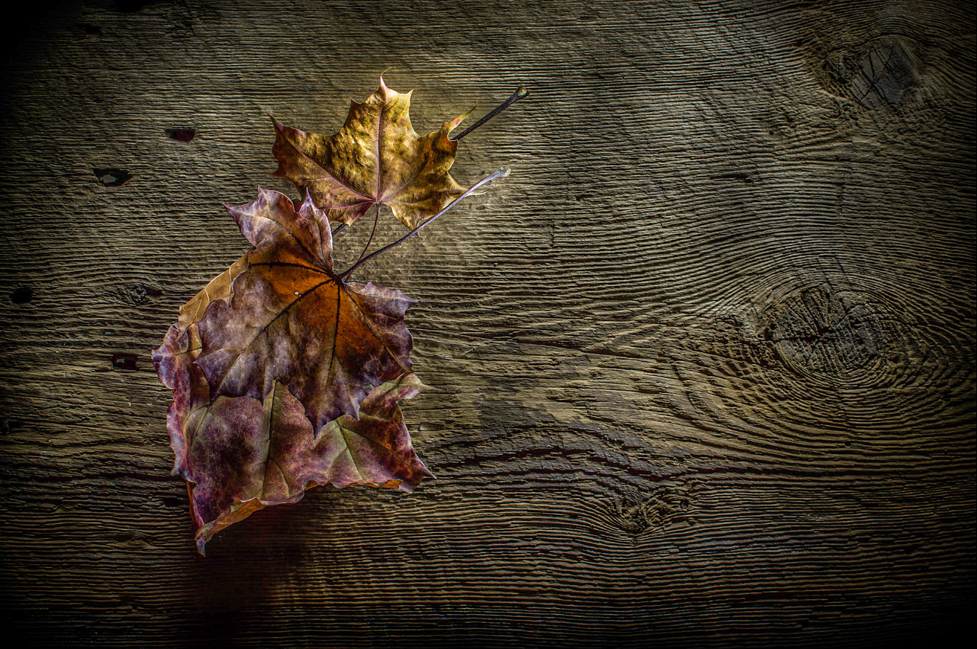November Leaves