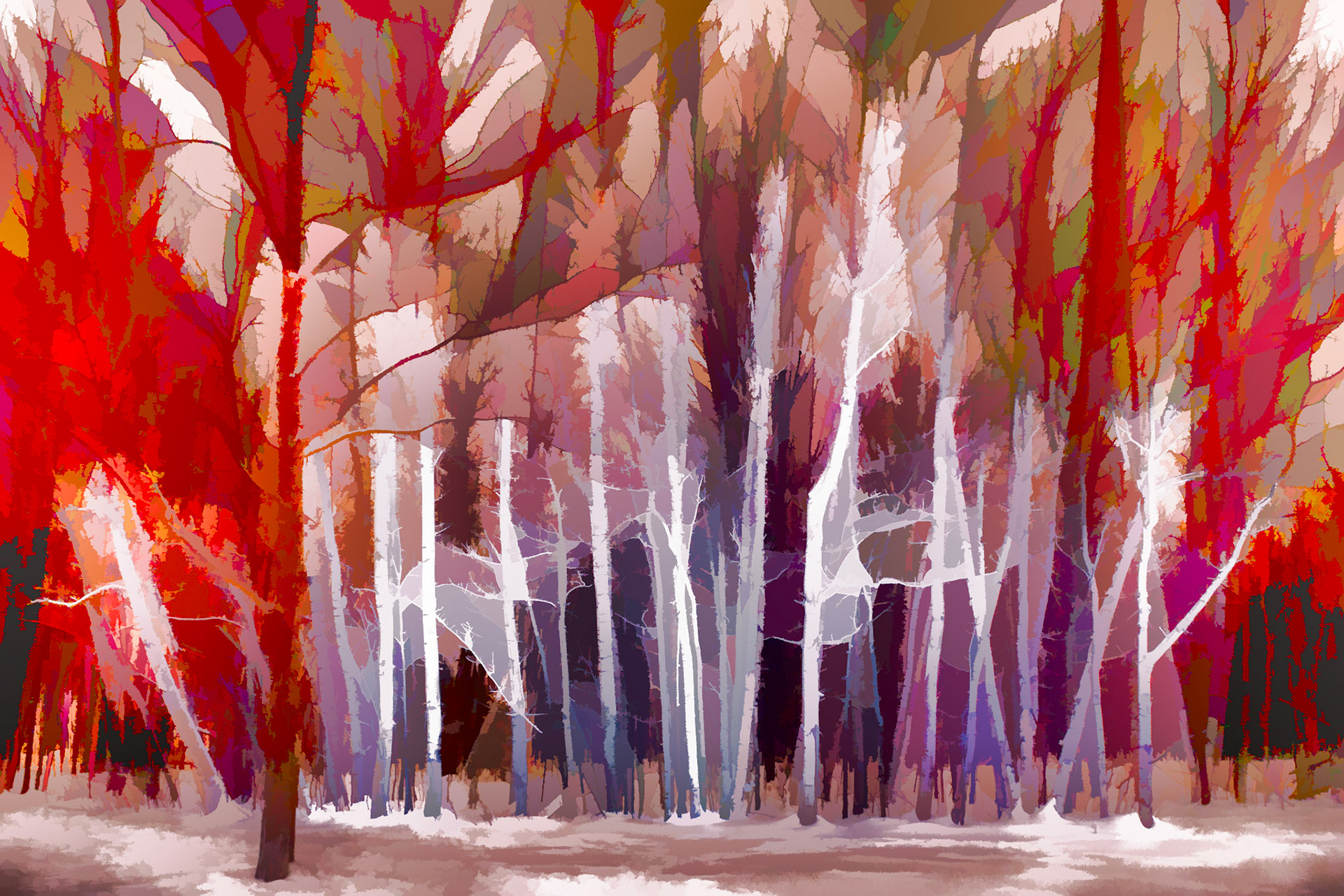 A stand of birch trees in the snow