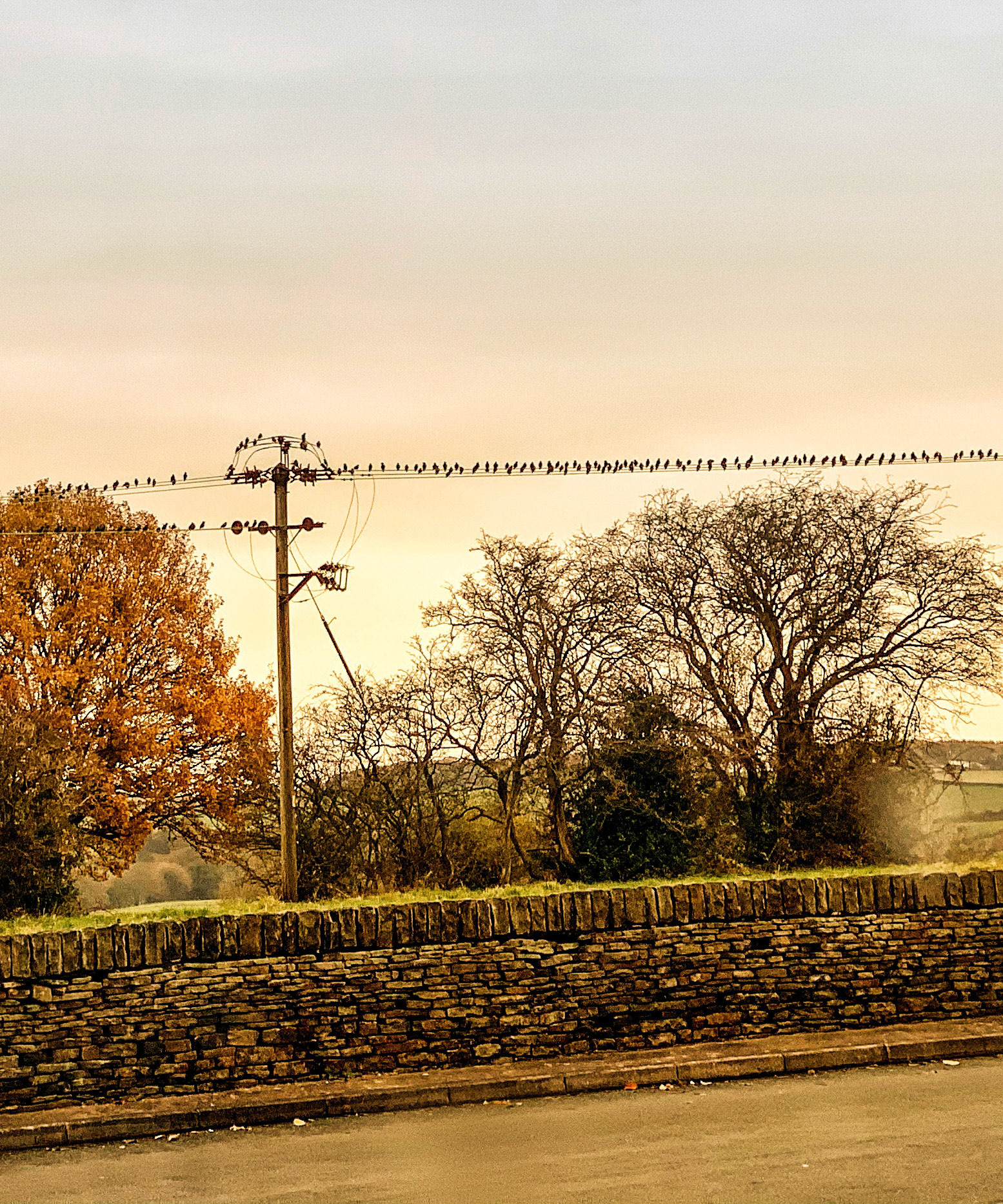 Like a Bird on a Wire (AB)