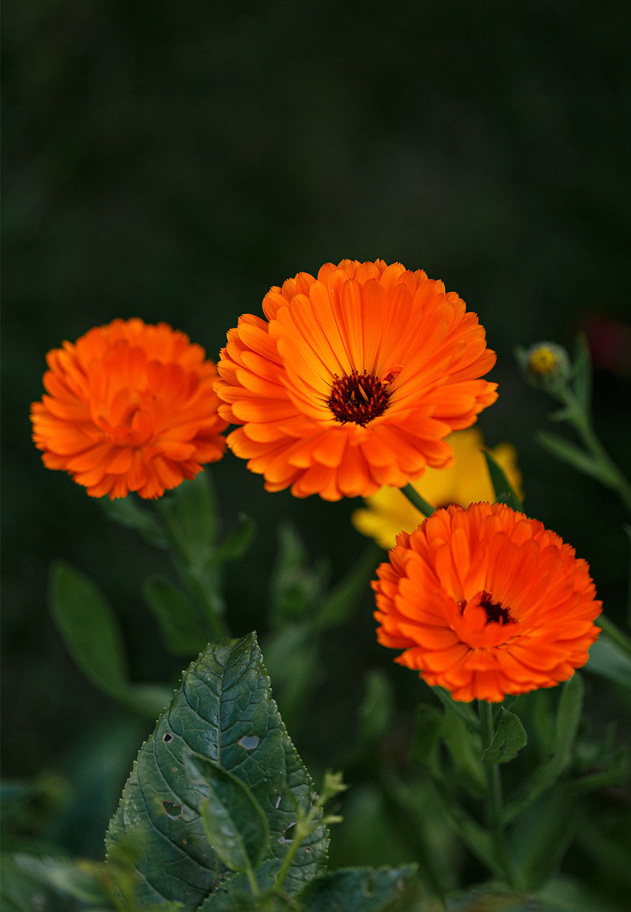 Orange marigold