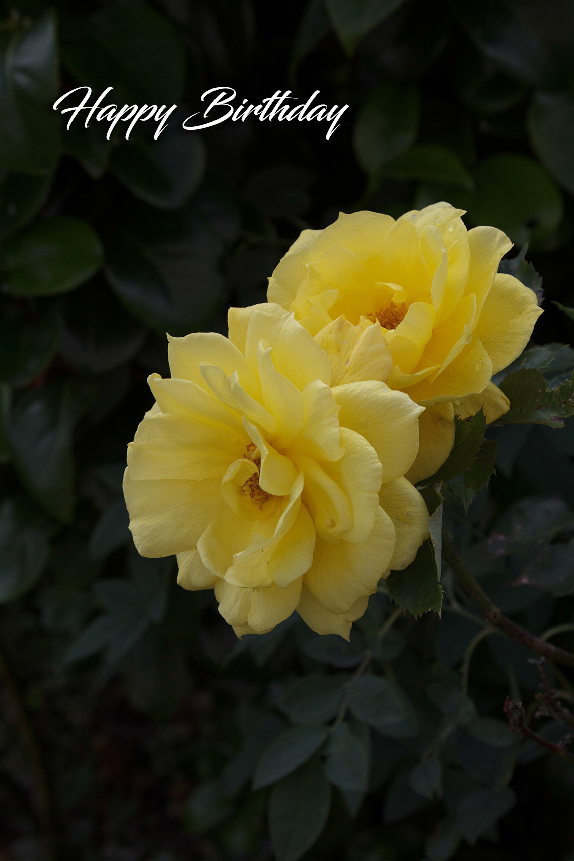 Yellow Rose