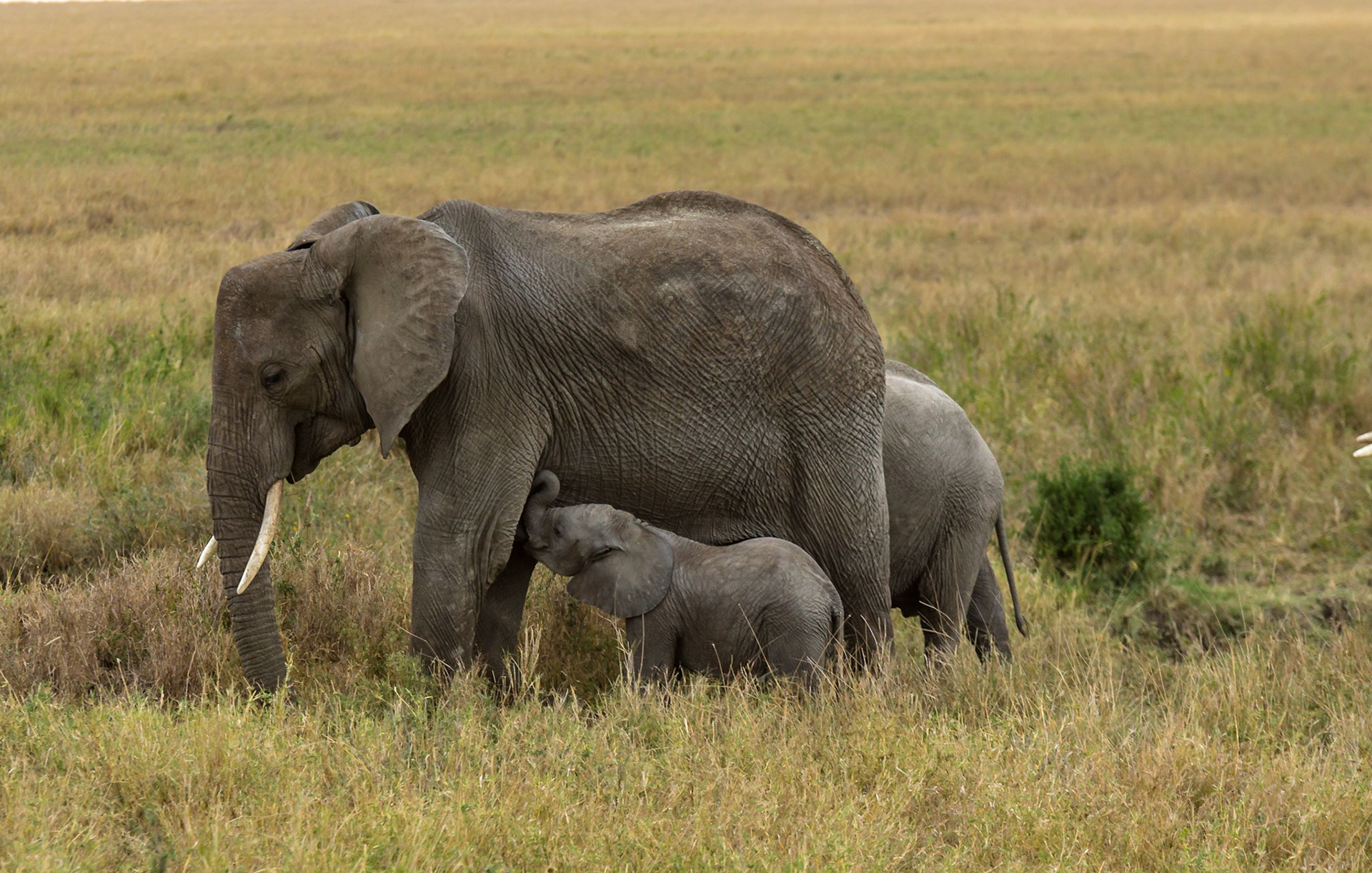 Young elephant staying close to mum
