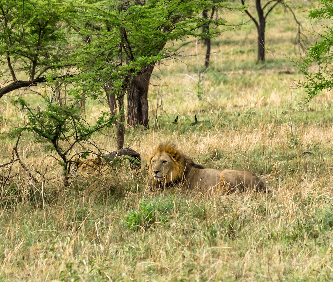 Ever watchful male Lions