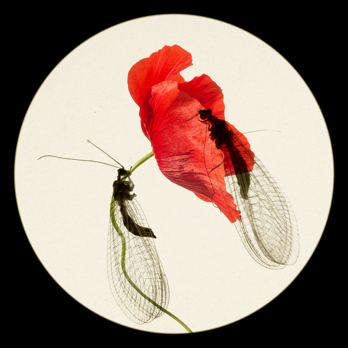 Flower & insects#15