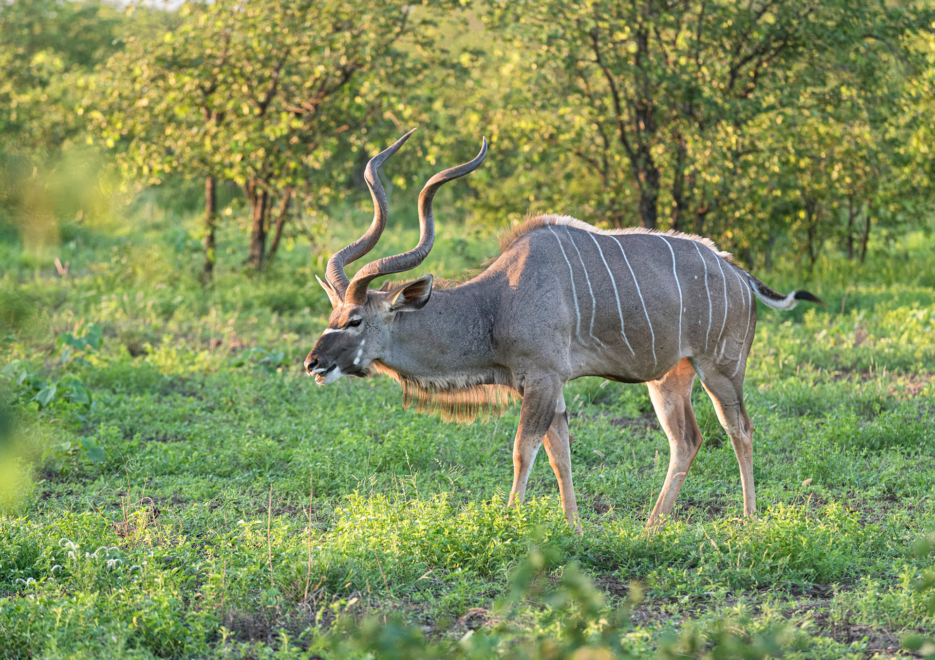 Greater Kudu