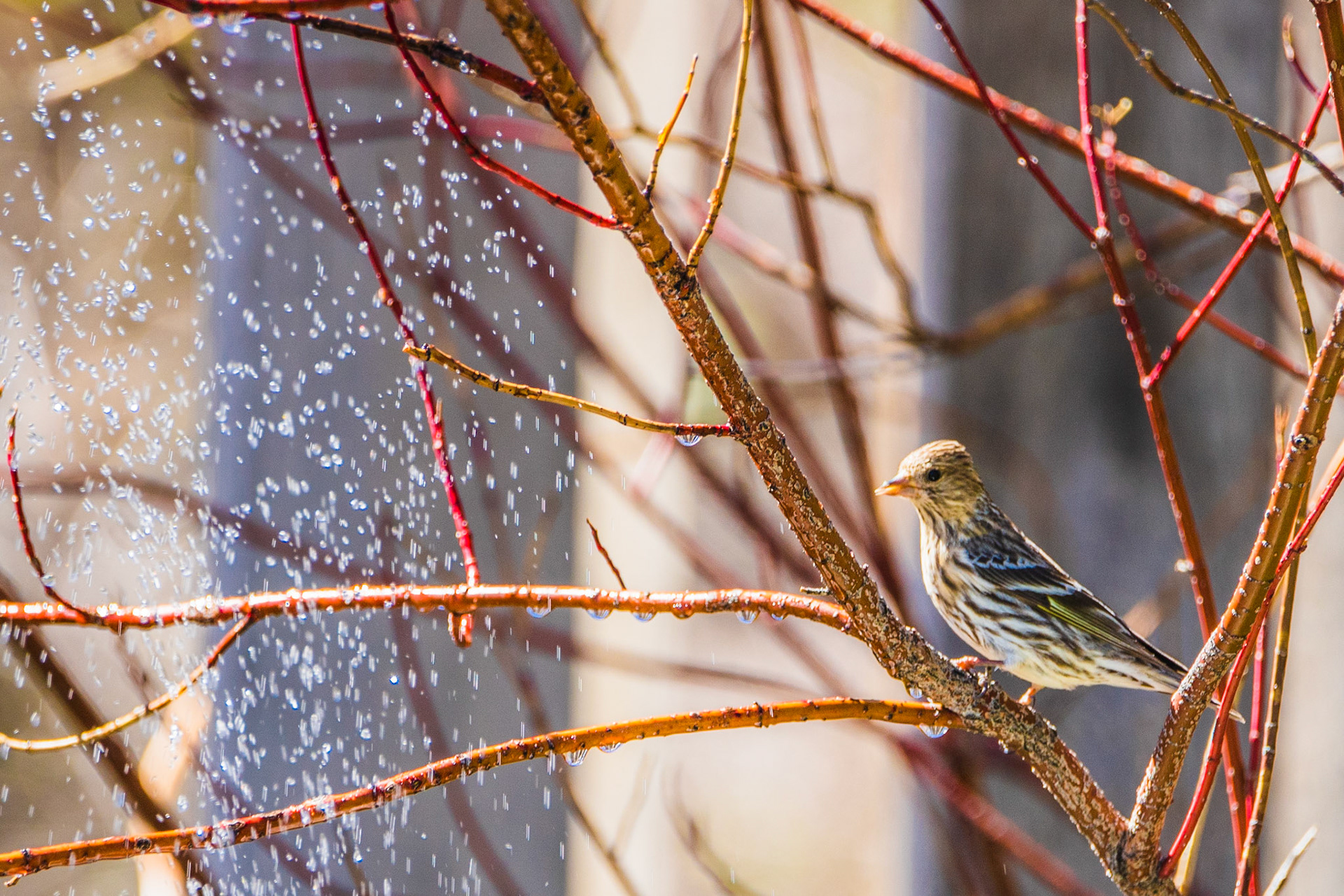 Pine siskin