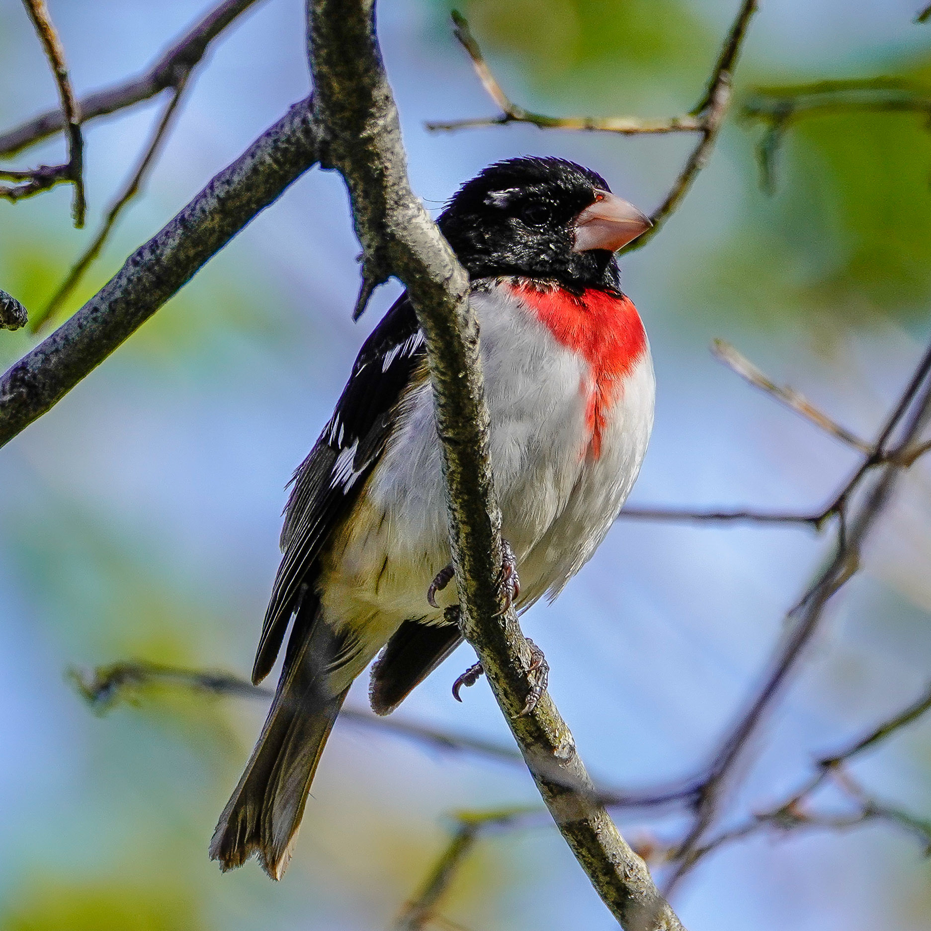 Rose-breasted grosbeak