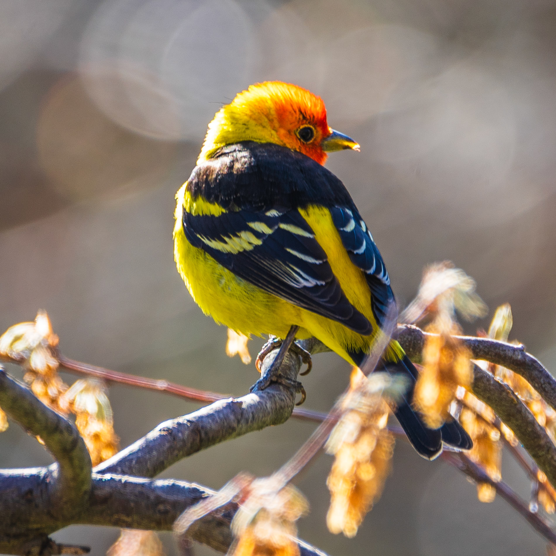 Western Tanager