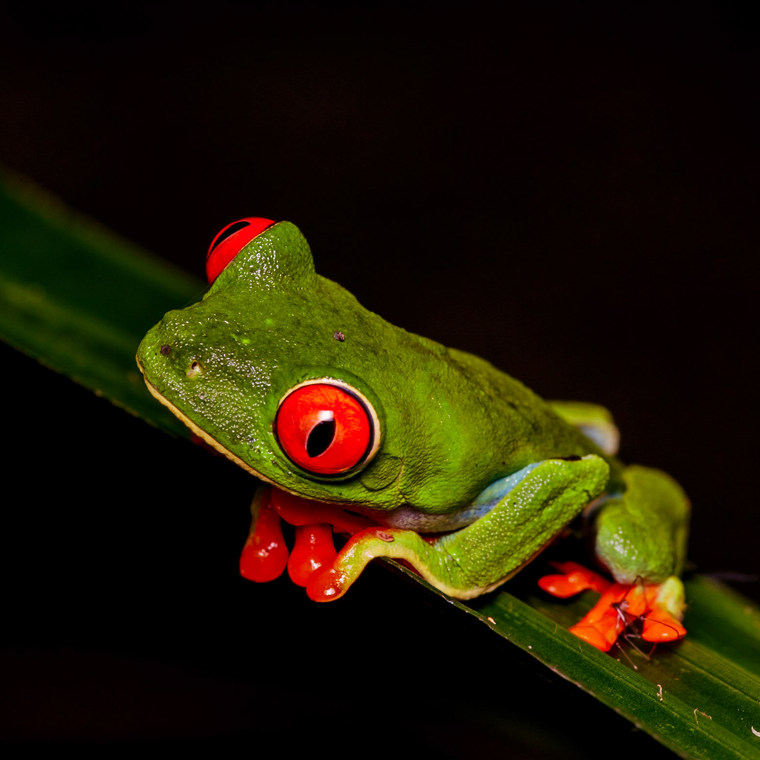 Red Eyed Tree Frog - Costa Rica