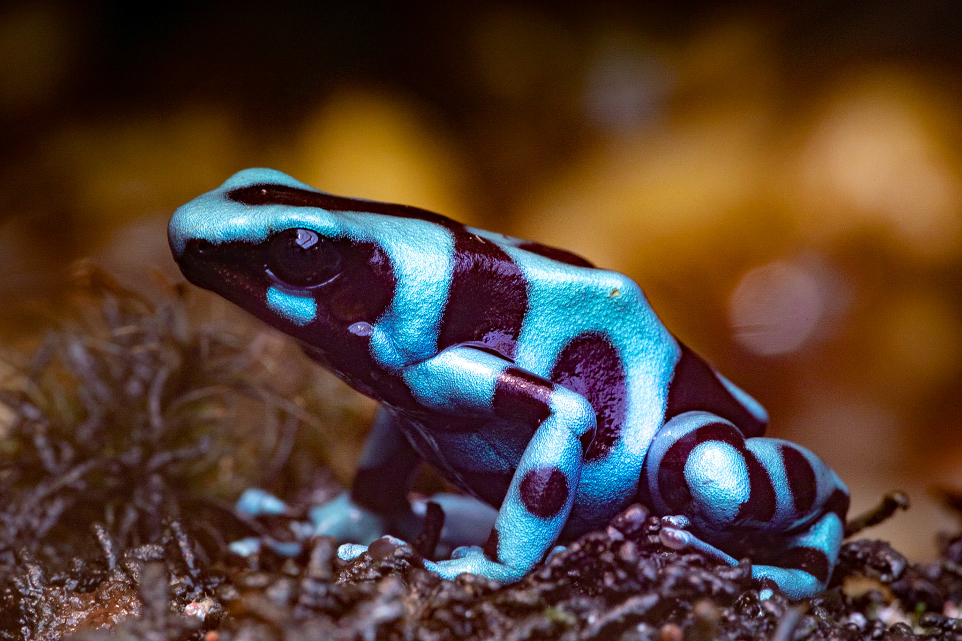 Poison dart frog is the common name of a group of frogs in the family Dendrobatidae which are native to tropical Central and South America. These species are diurnal and often have brightly colored bodies.