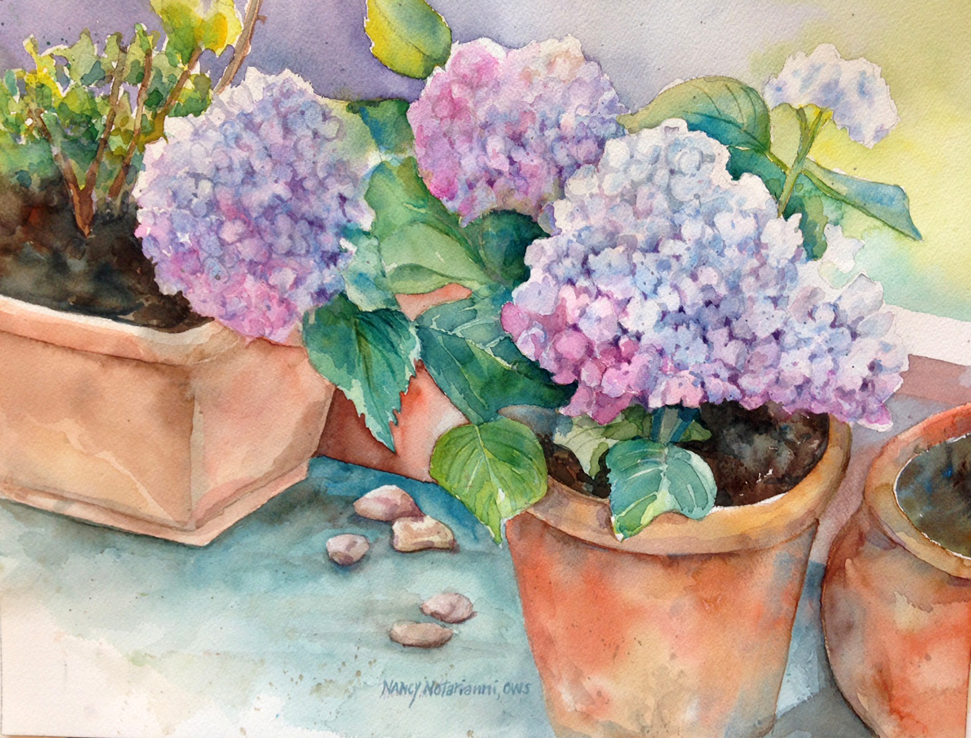 Hydrangeas in Terra Cotta Pots