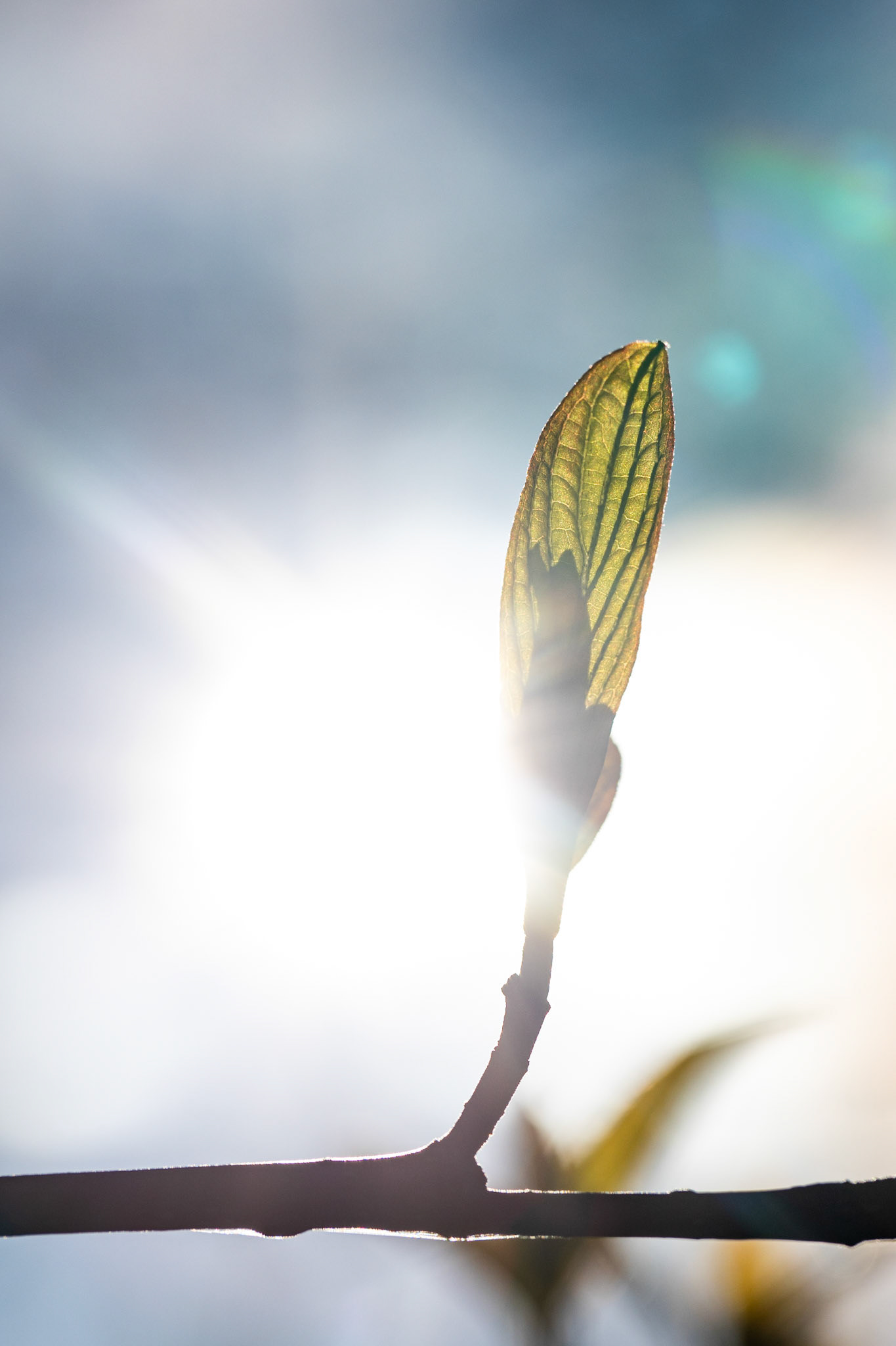 Light