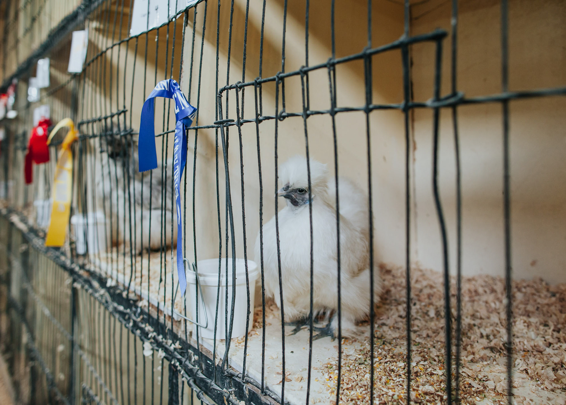 The poultry on display