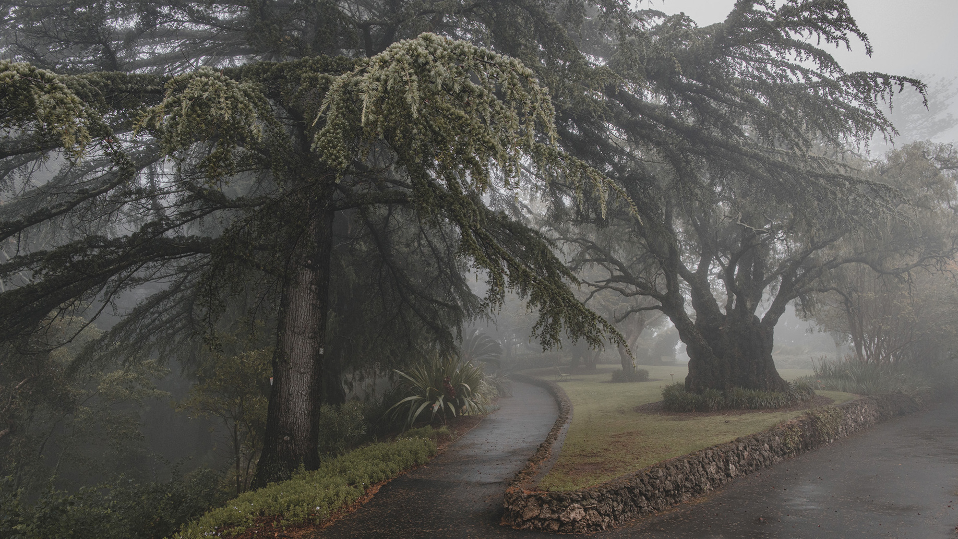 A foggy morning view of Napier's Botanical Gardens walkways and trees