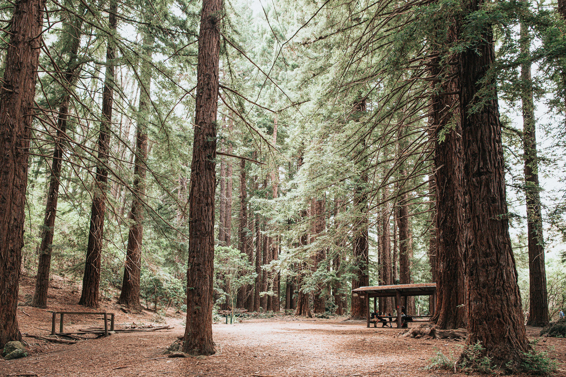 The Redwoods Havelock North