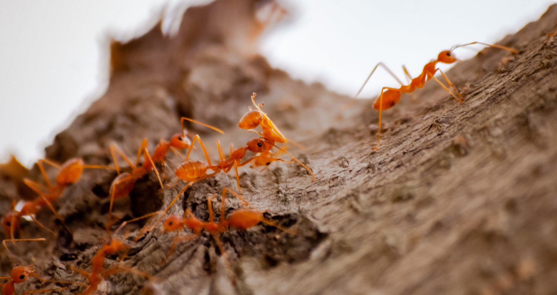 ant helping an injured ant