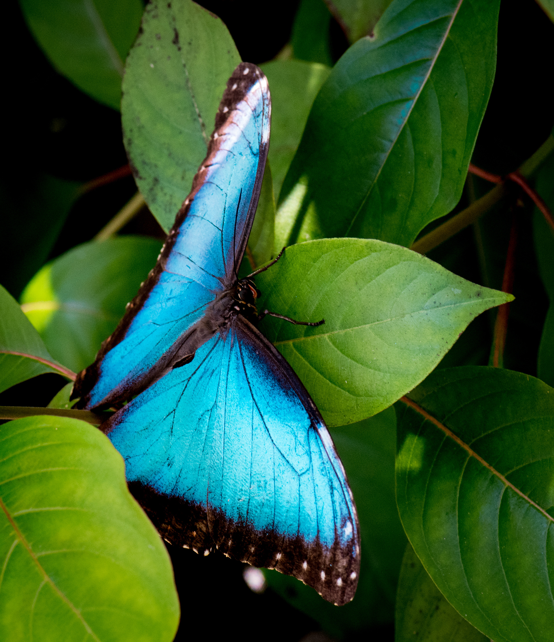 Blue Morpho Butterfly by Elaine Johnston Schuch