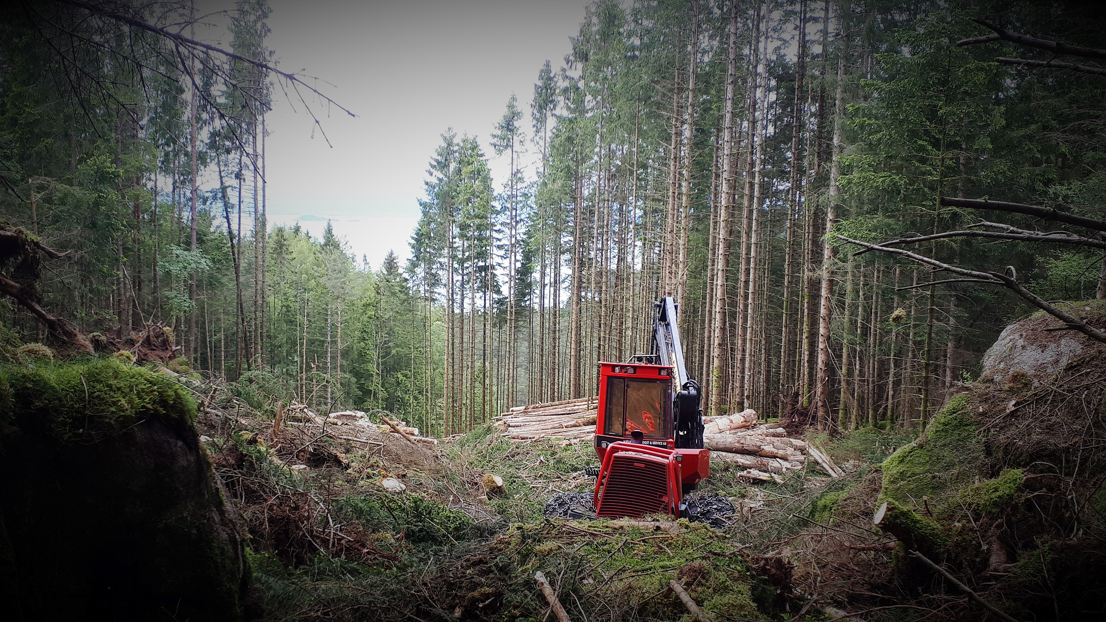 Hogsten i Høgåsen i 2019 tok for seg ein del vindfall, men også svært mykje fint skurtømmer.