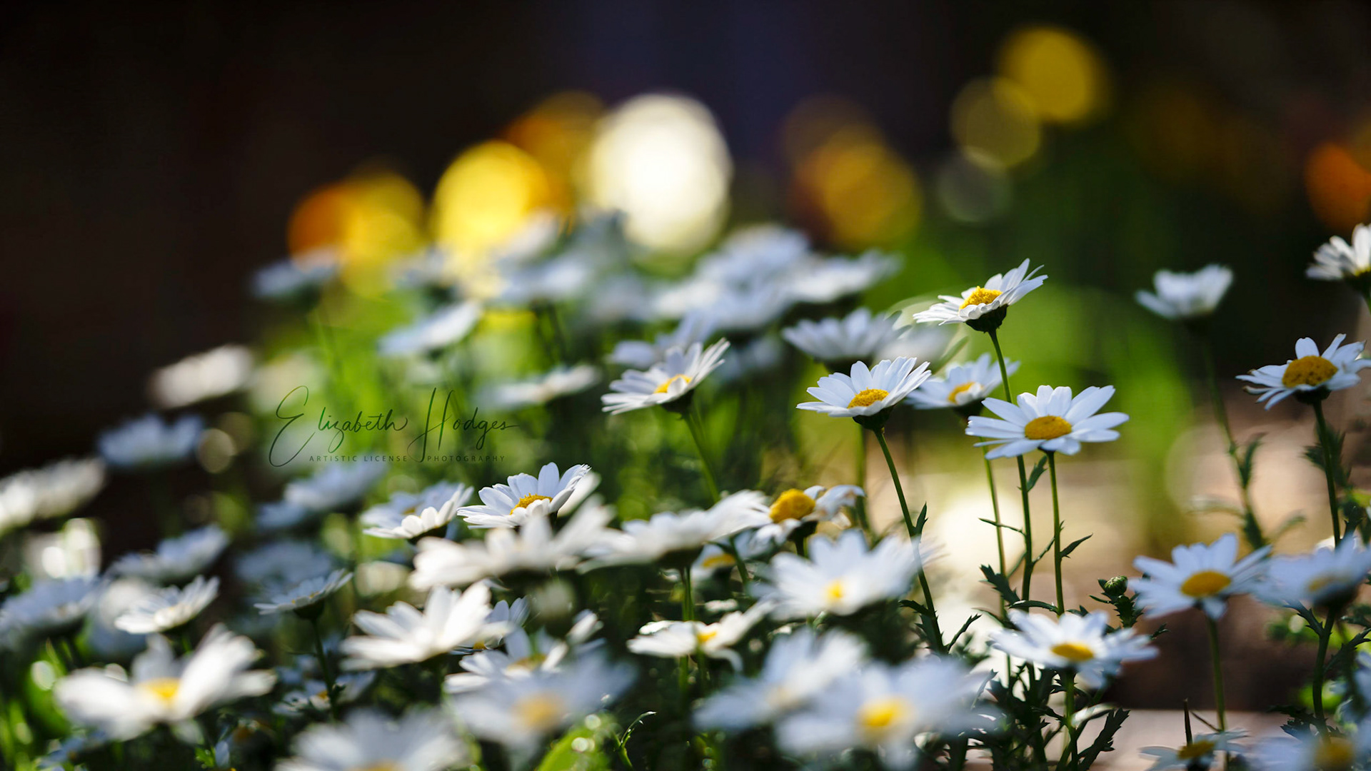 Daisies
