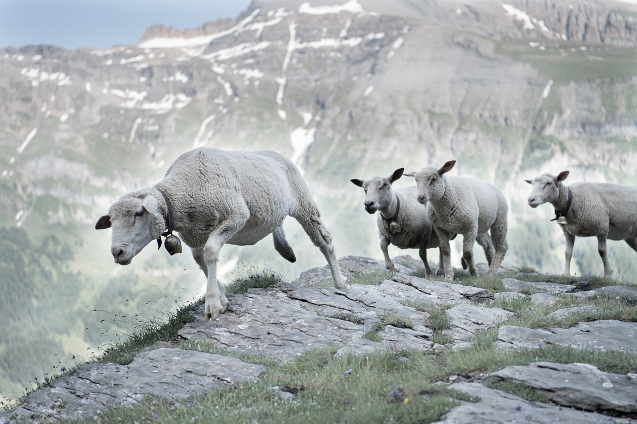"DES MOUTONS SUR LA GEMMI" - 2018