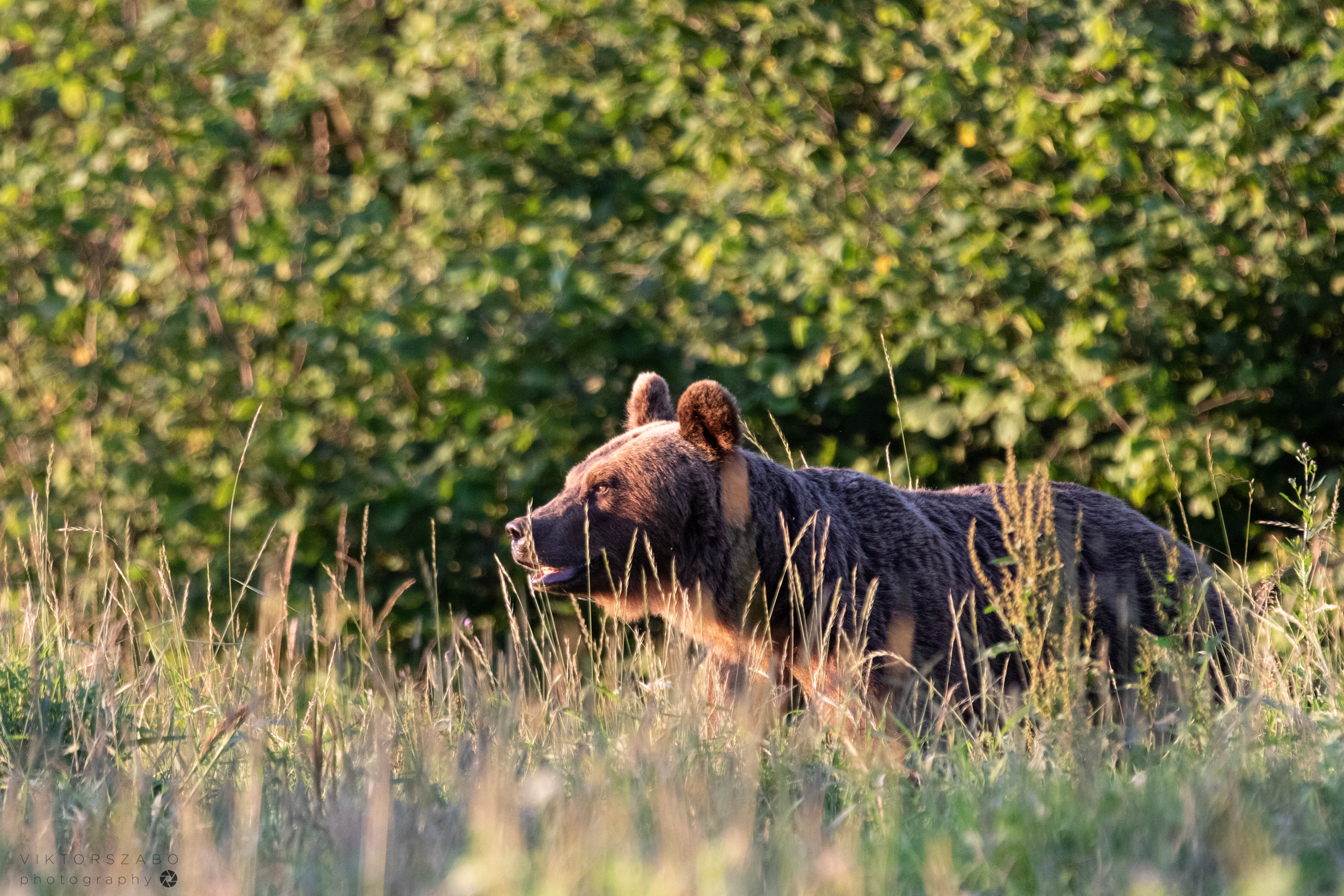 BROWN BEAR/URSUS ARCTOS, POLAND
