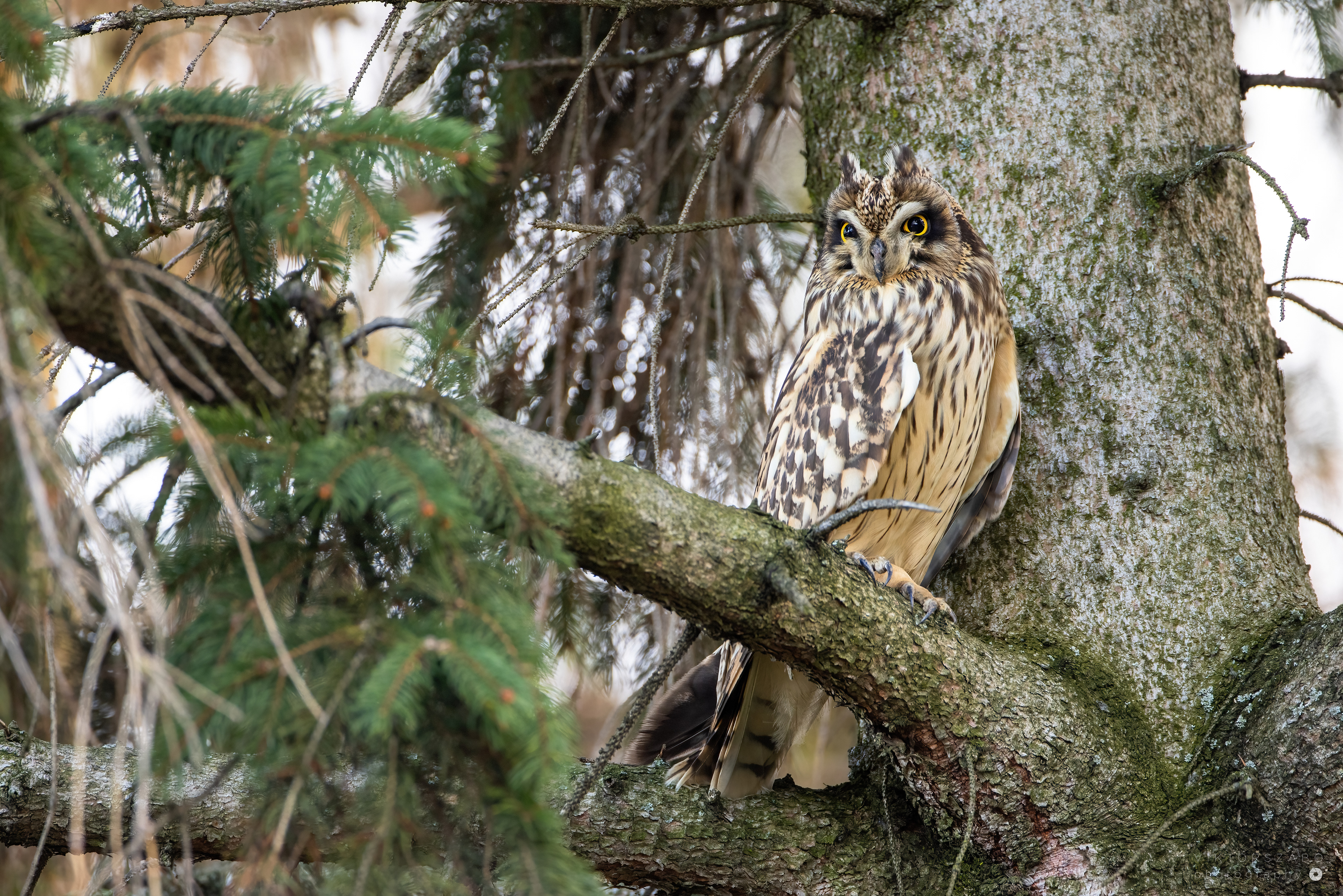 SHORT-EARED OWL/ASIO FLAMMEUS, SLOVAKIA