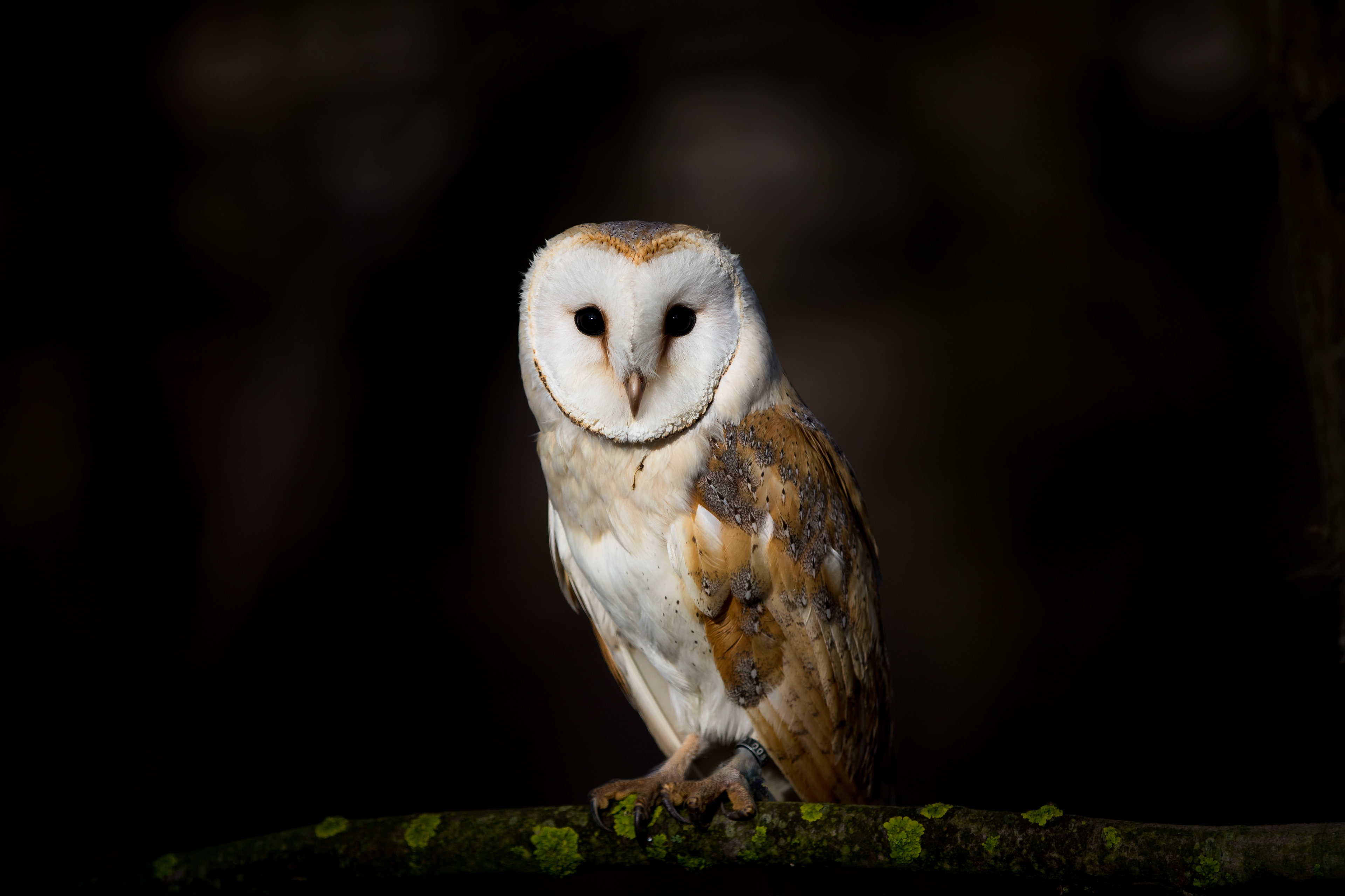 BARN OWL/TYTO ALBA, SLOVAKIA