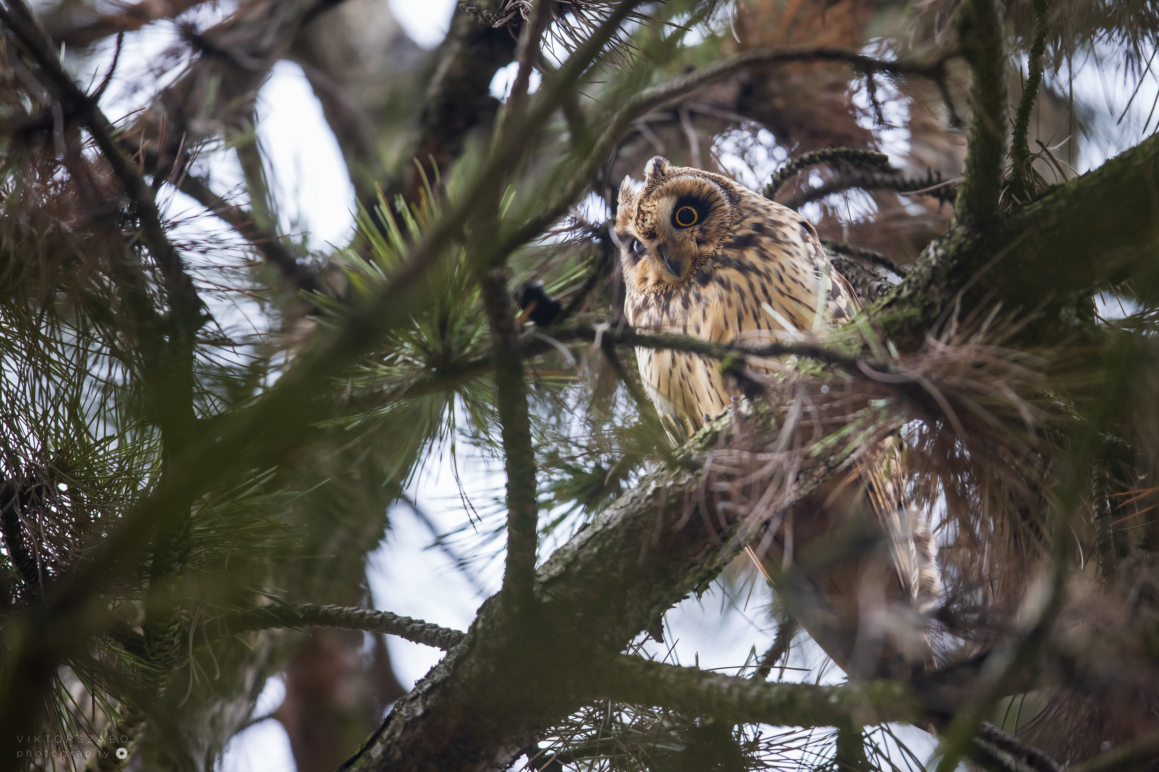 SHORT-EARED OWL/ASIO FLAMMEUS, SLOVAKIA