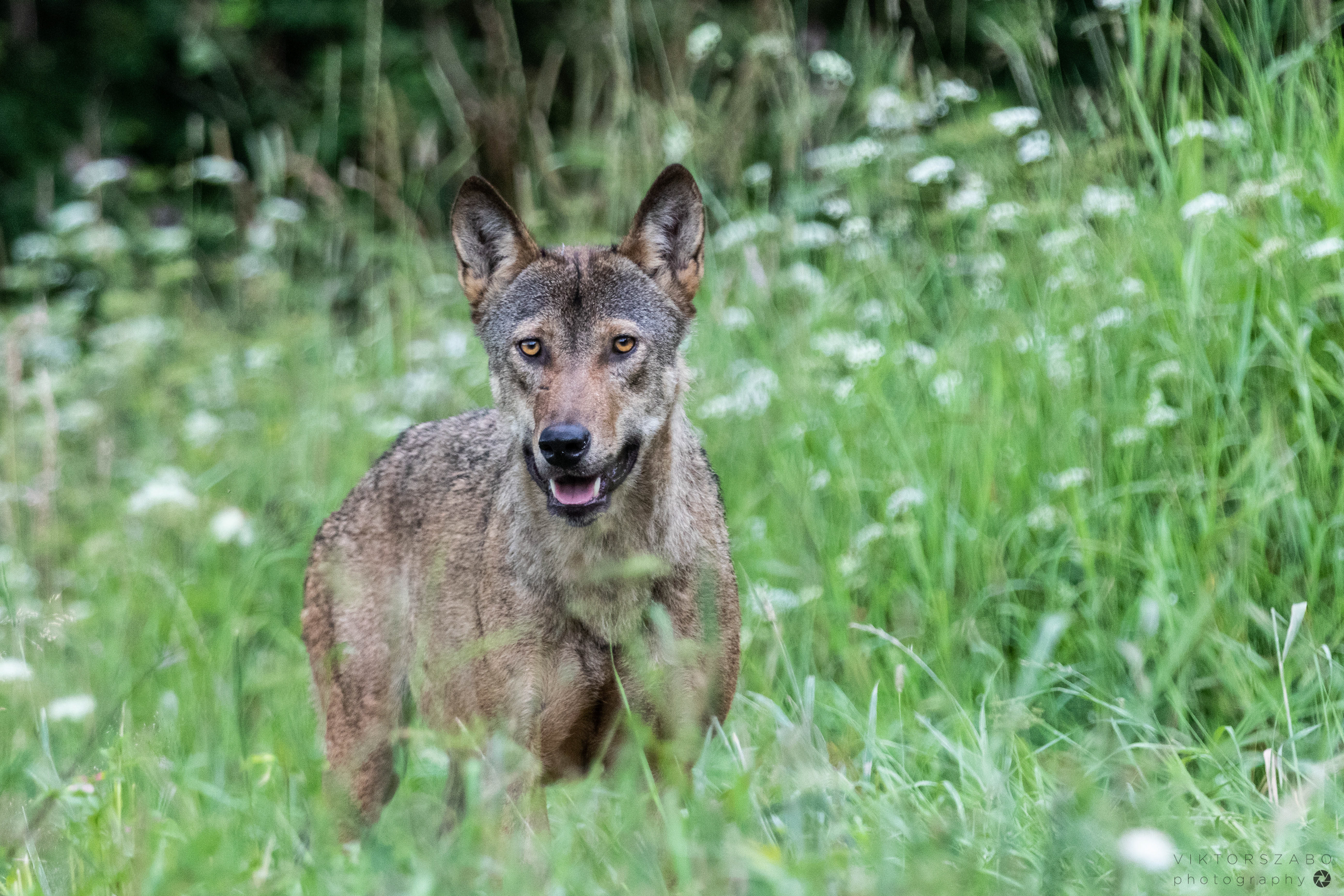 GREY WOLF/CANIS LUPUS, POLAND