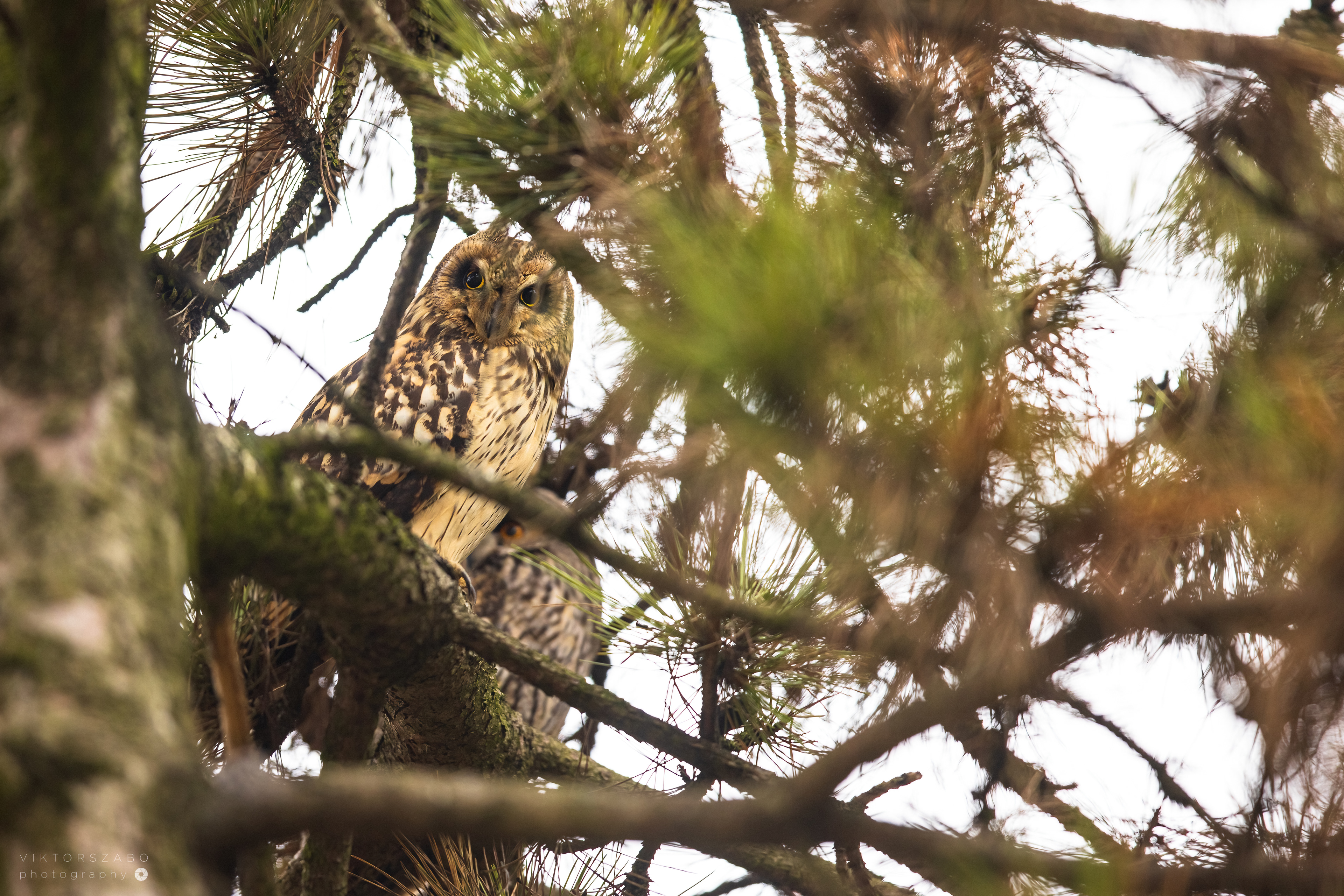 SHORT-EARED OWL/ASIO FLAMMEUS, SLOVAKIA