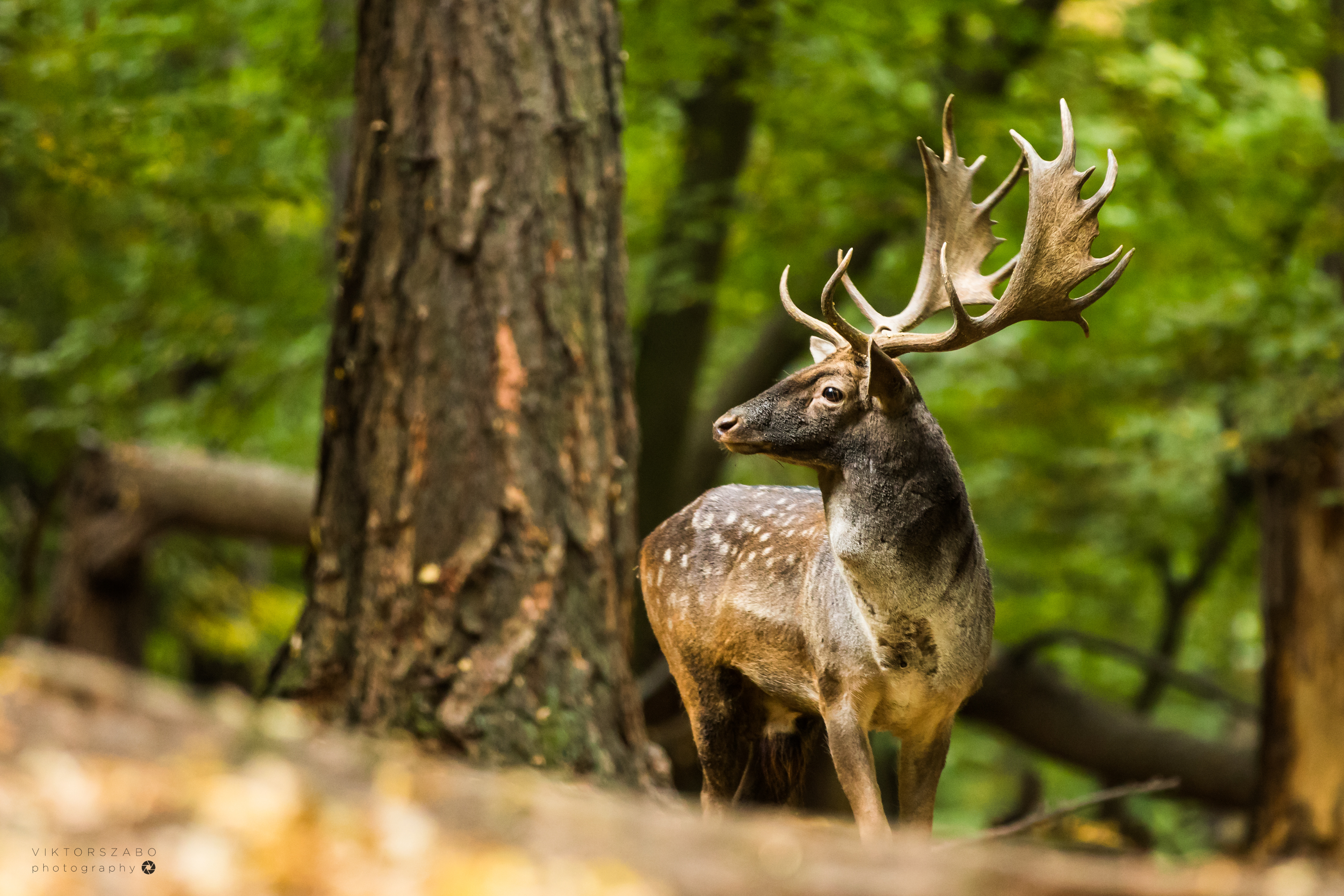 FALLOW DEER/DAMA DAMA, SLOVAKIA