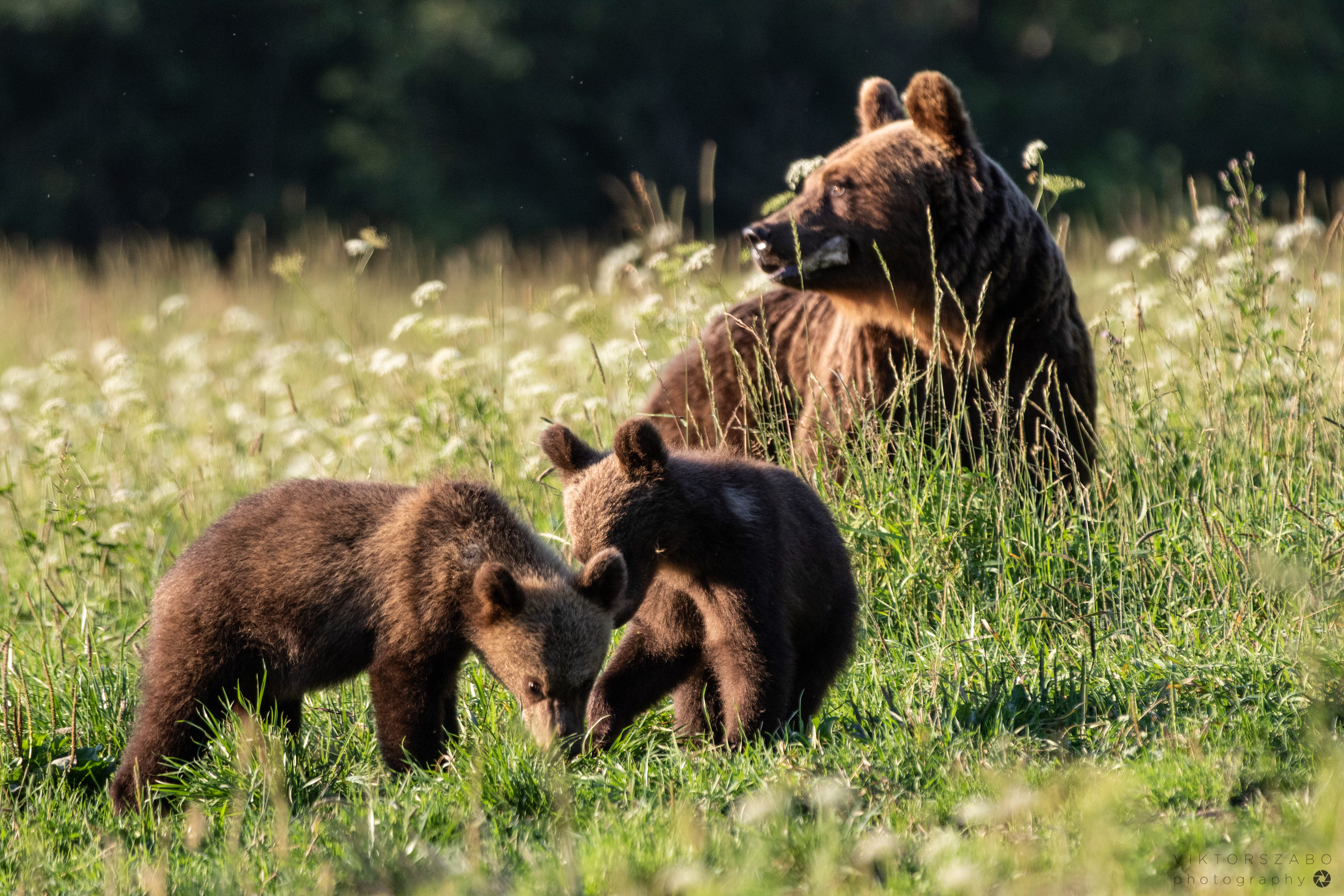 BROWN BEAR/URSUS ARCTOS, POLAND