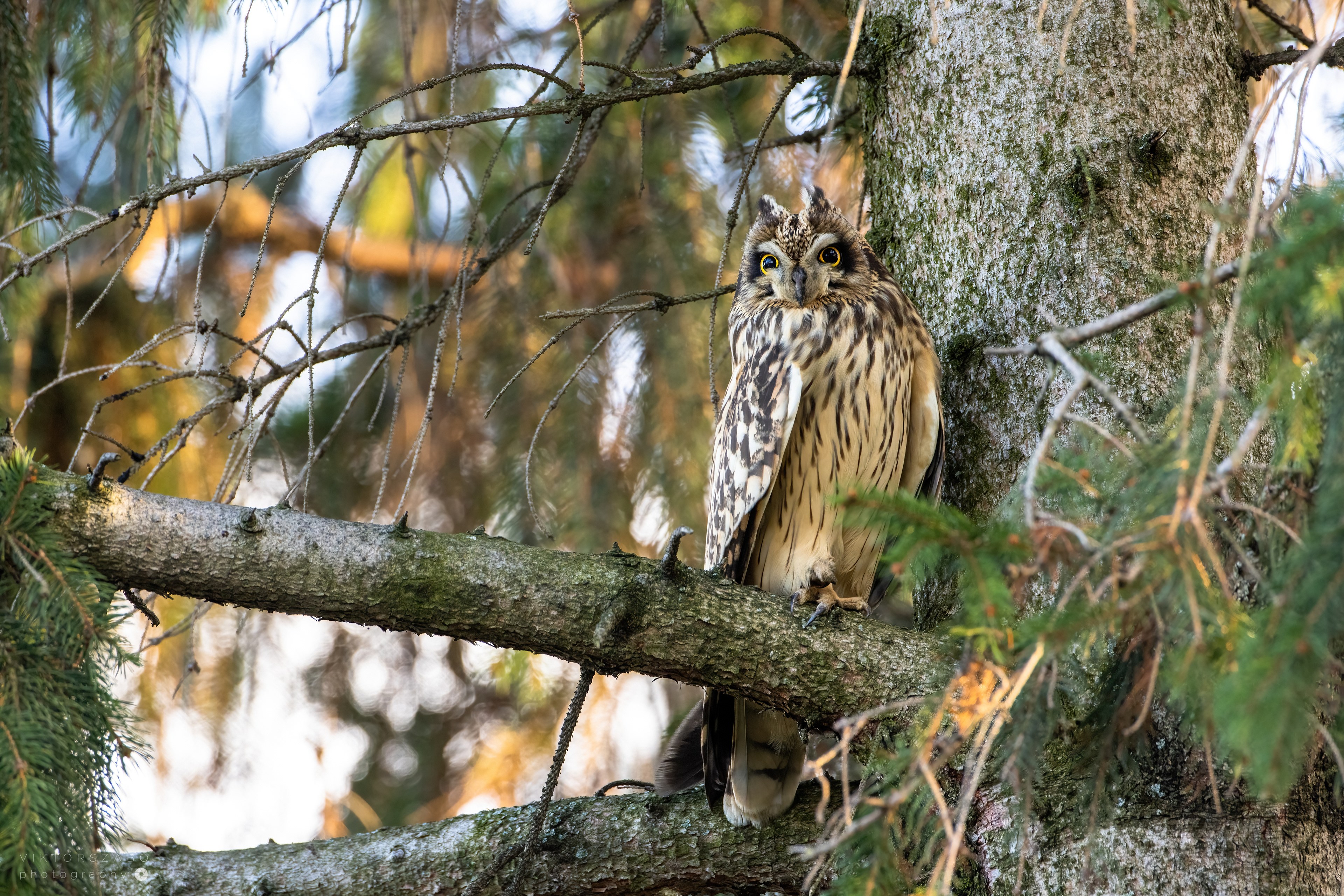 SHORT-EARED OWL/ASIO FLAMMEUS, SLOVAKIA