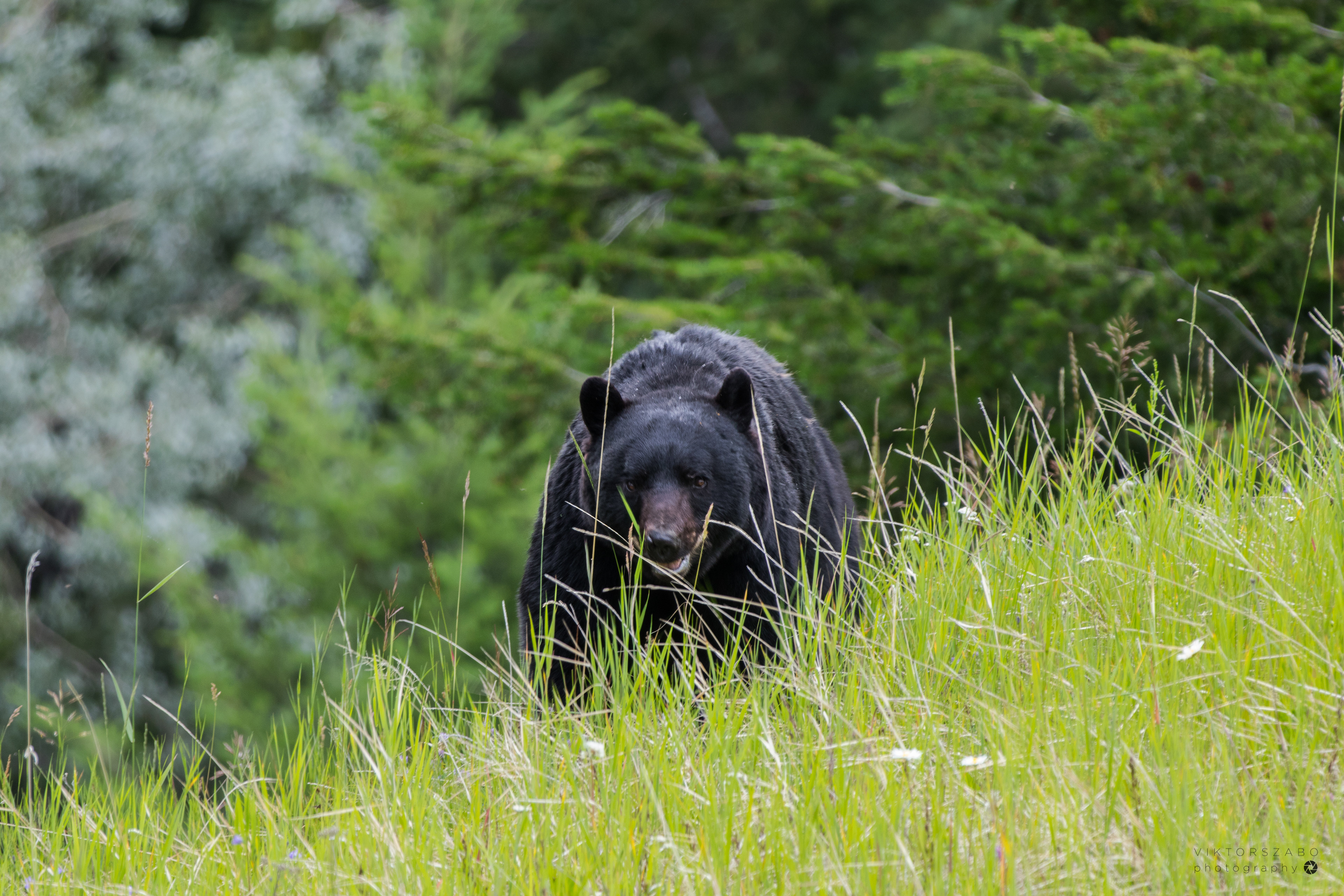 BLACK BEAR/URSUS AMERICANUS, CANADA