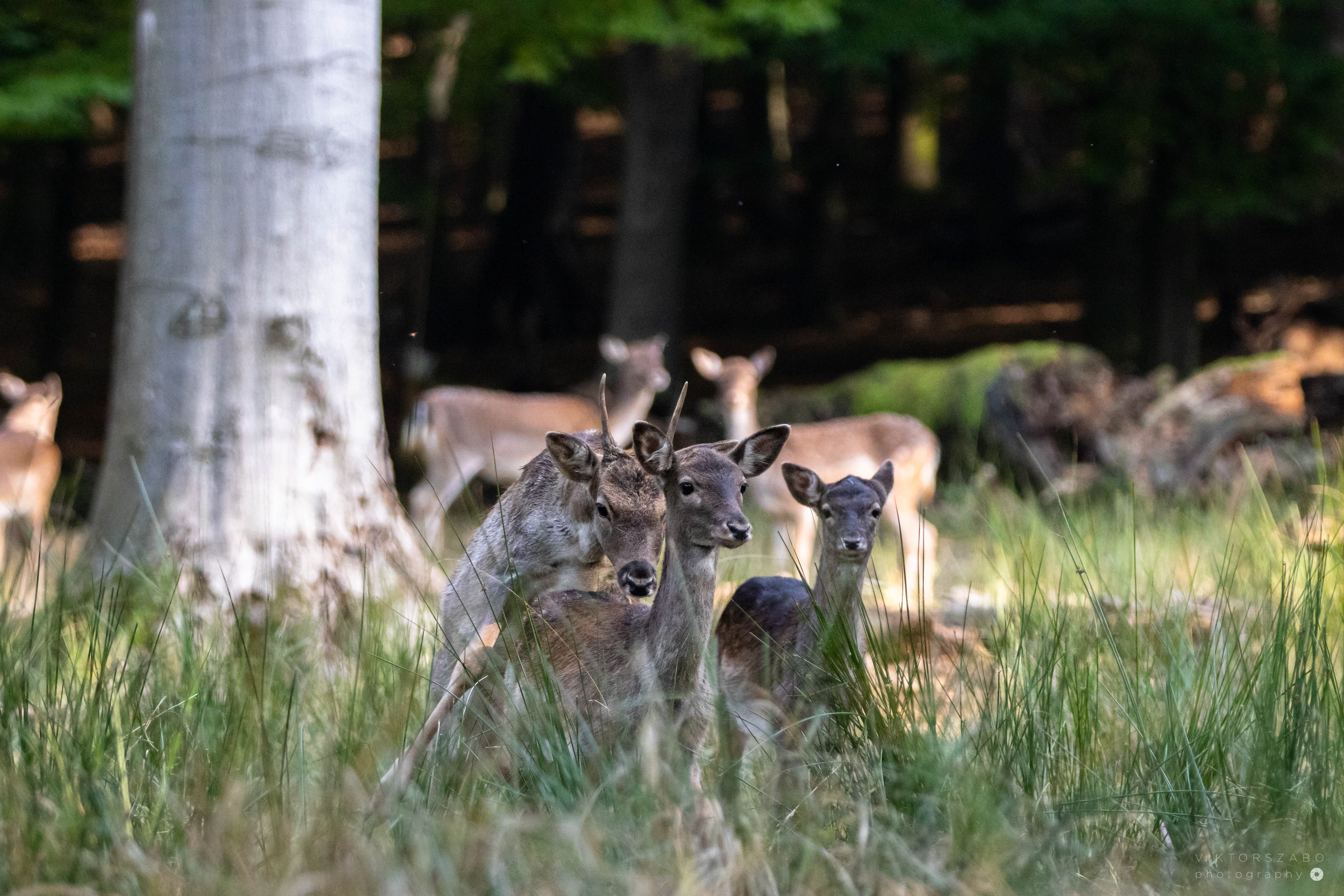 FALLOW DEER/DAMA DAMA, SLOVAKIA