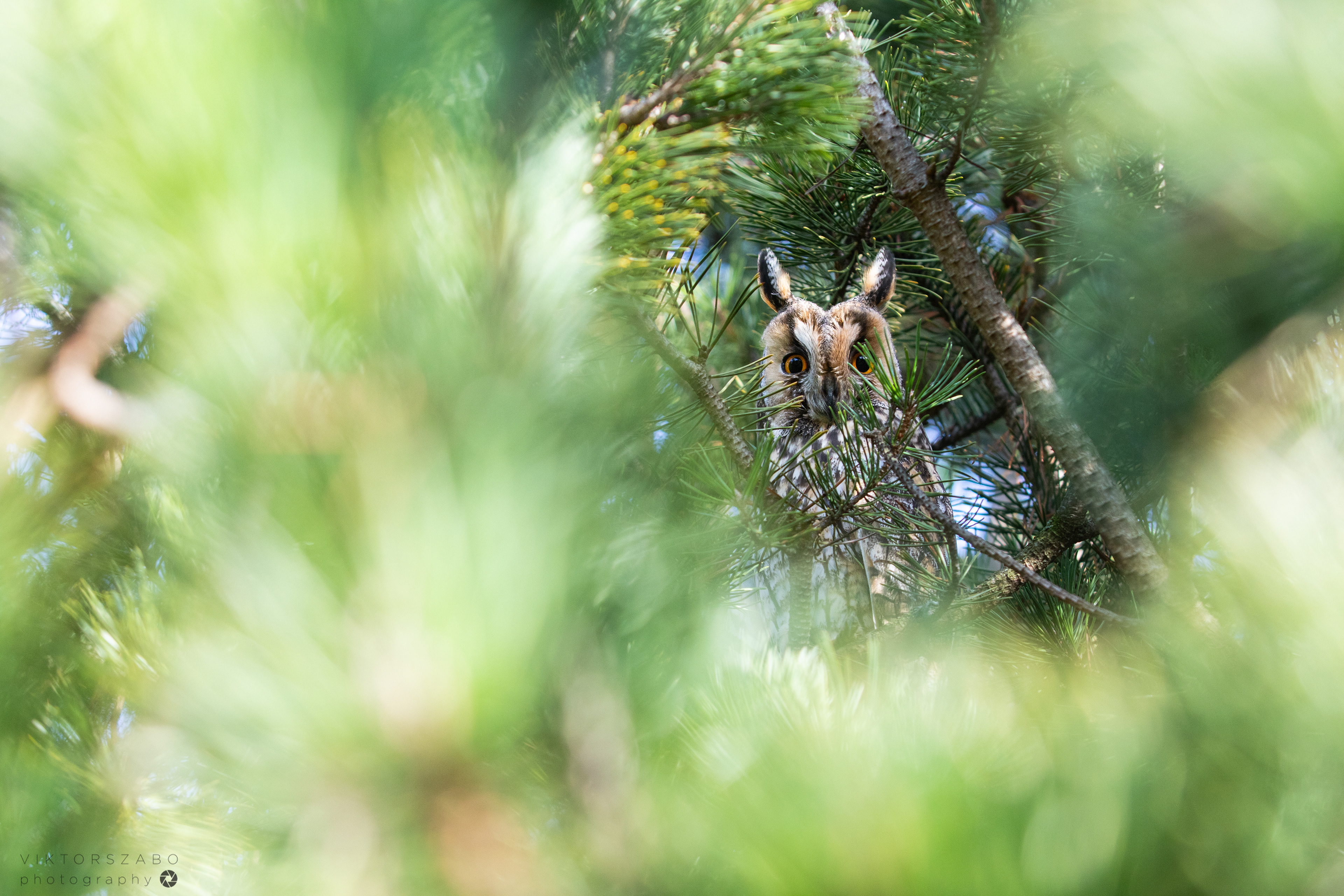 LONG-EARED OWL/ASIO OTUS, SLOVAKIA